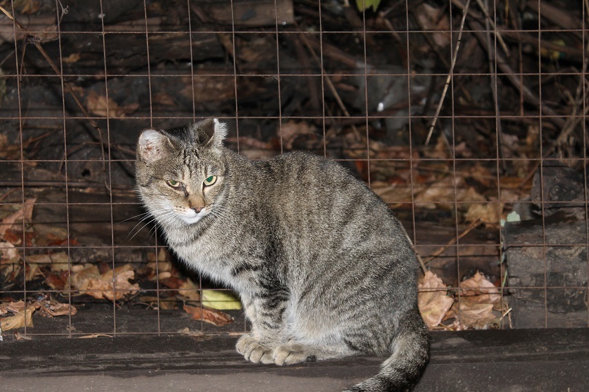 Мой личный Котоленд 199 - Моё, Кот, Приют, Добро, Липецк, Котоленд, Помощь, Длиннопост, В добрые руки, Без рейтинга, Доброта, Приют Котоленд