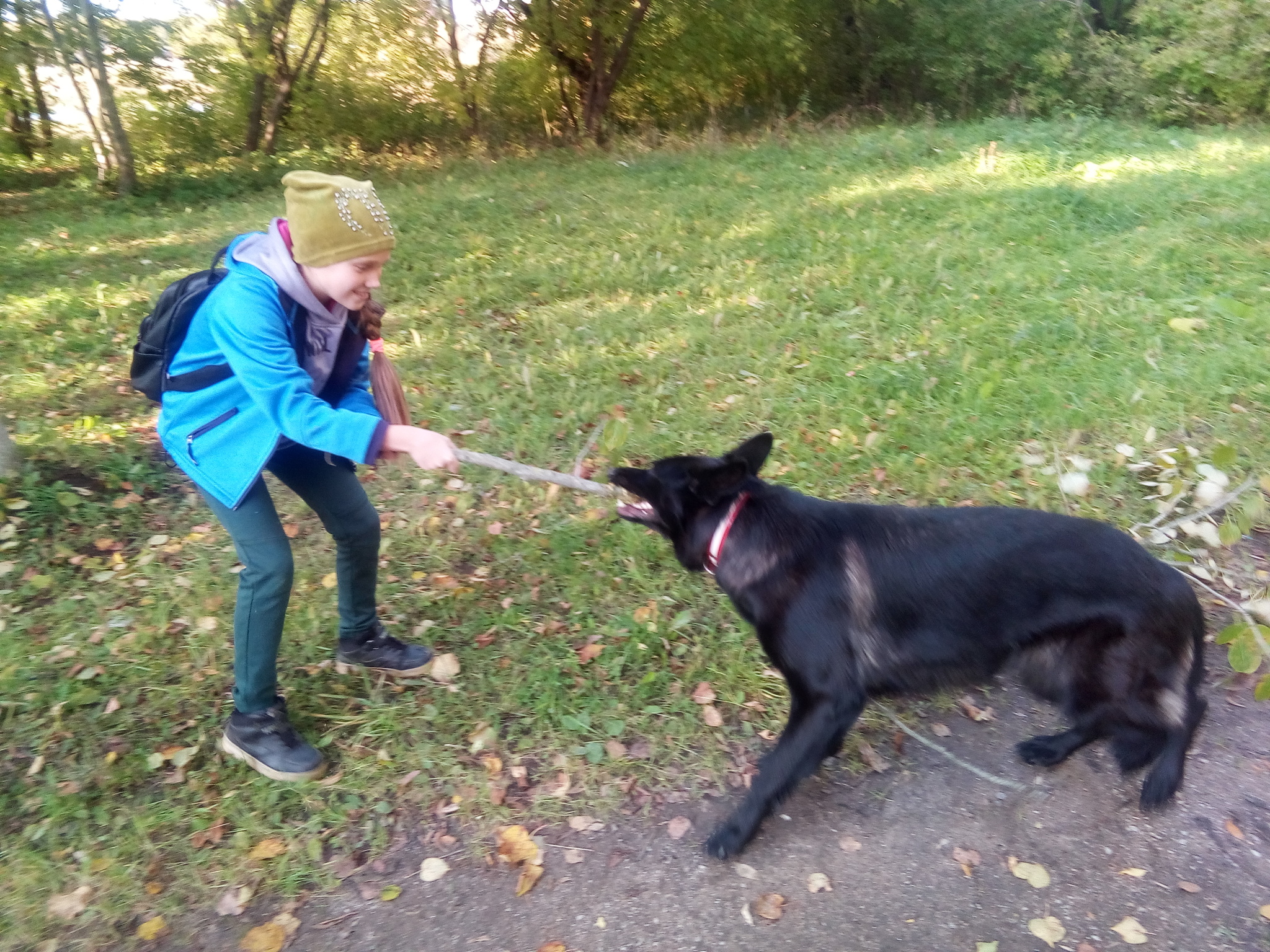 Two types of walks, forest and children) - My, Erika, German Shepherd, Children, Forest, Dog, Longpost