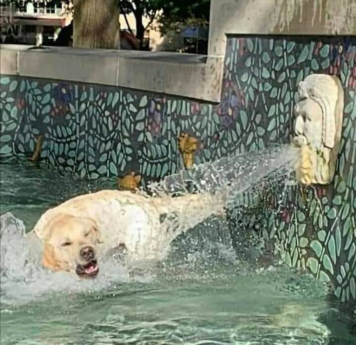 When you didn't do anything wrong and you don't understand why the stone grandfather waters you - Peekaboo, Dog, Fountain