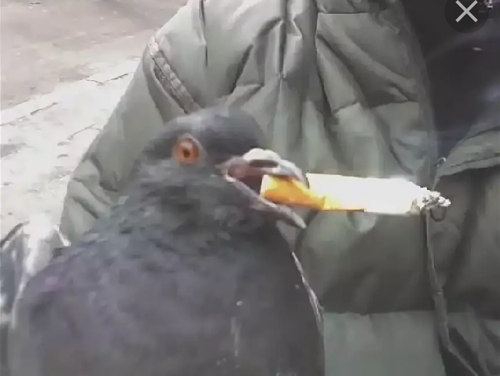 Smokes when he drinks... - Cigarettes, Animals, Birds, Bad habits, Longpost