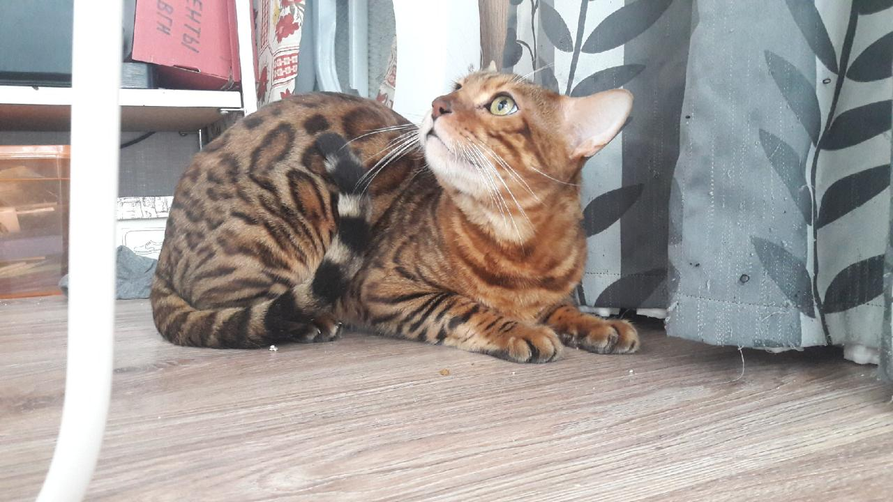 Two Bengali girls are looking for their home. You will need to go after him Leningrad region. [All cats reserved] - My, cat, Bengal cat, Saint Petersburg, Looking for a home, In good hands, Leningrad region, No rating, Longpost