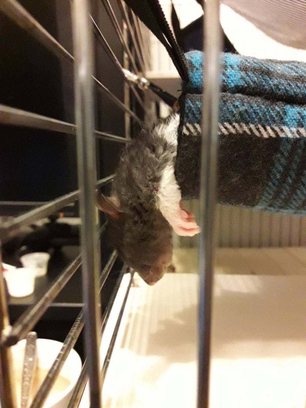 Kryspider Gwen, Dexter Morgan and Rudy Cooper - My, Rat, Decorative rats, Longpost, Animals, Pets