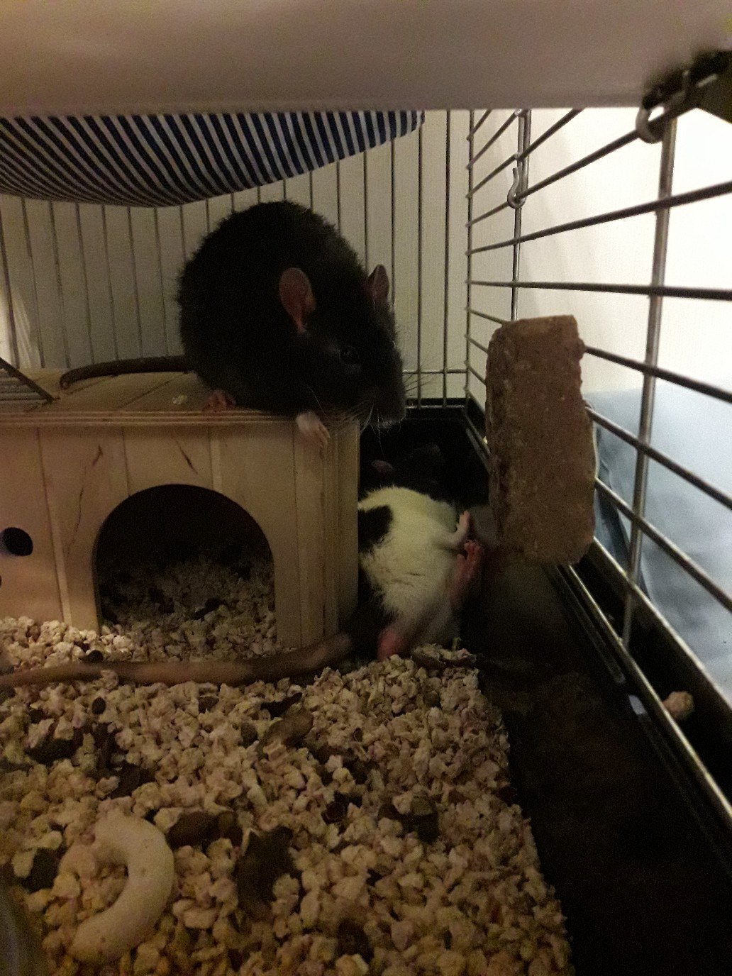 Kryspider Gwen, Dexter Morgan and Rudy Cooper - My, Rat, Decorative rats, Longpost, Animals, Pets