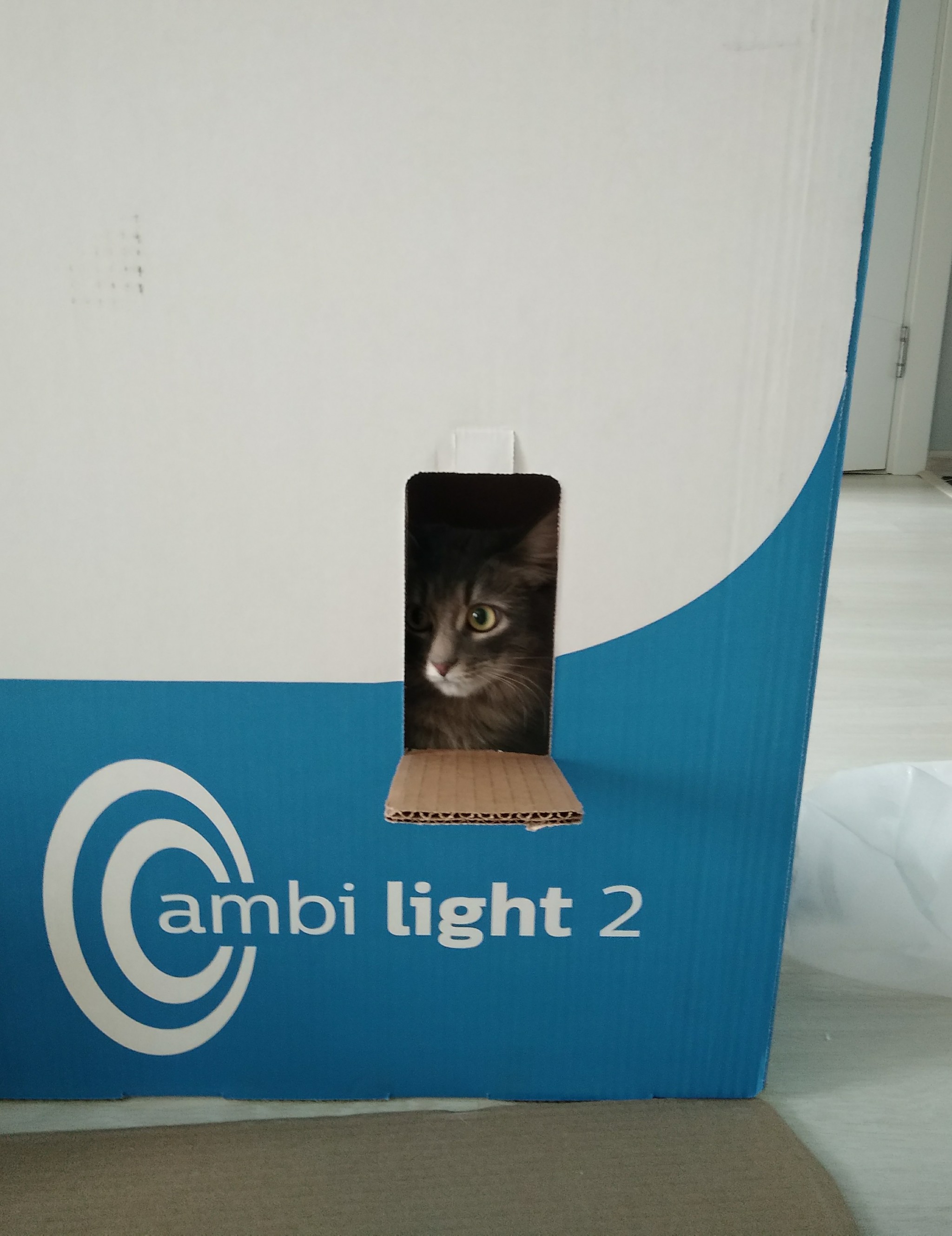 Gratuti - My, cat, Box, Humor, Gratuti, Animals, Box and cat