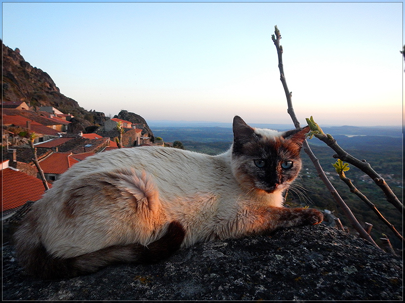 Portuguese cats from a mountain village - My, Portugal, Monsanto, cat, Longpost