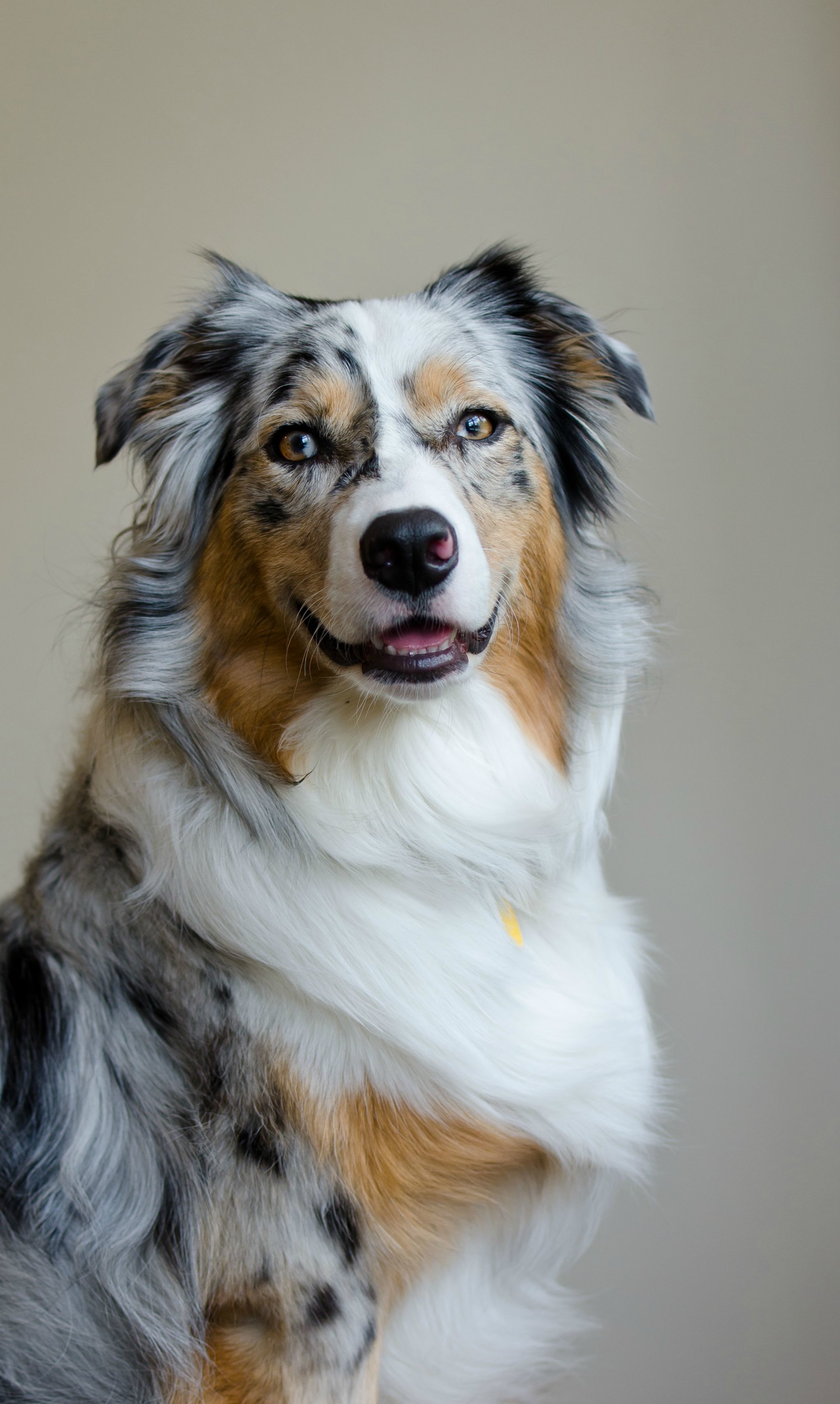 Australian shepherd - Dog, Dog breeds, Australian shepherd, The photo