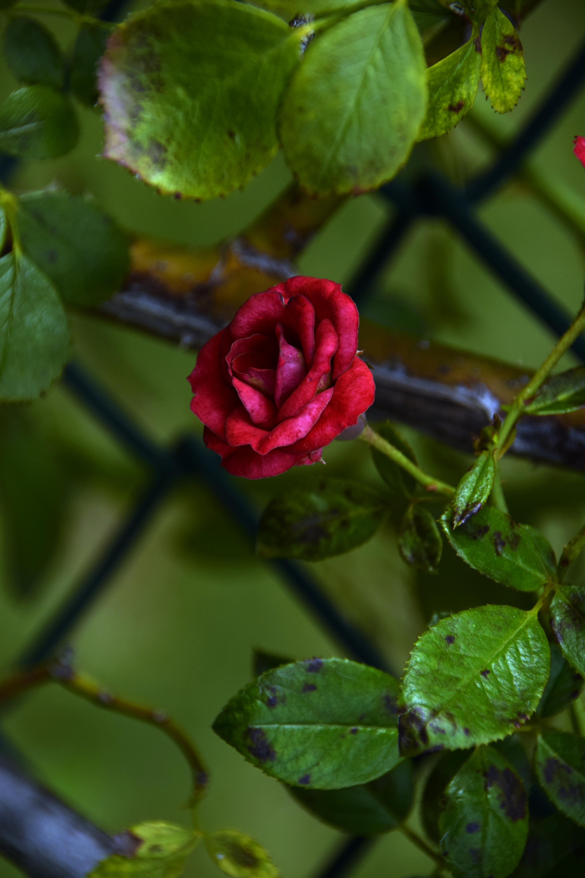 Walk through the Hanbat Arboretum - My, Garden, Arboretum, South Korea, Plants, The photo, Beginning photographer, Longpost