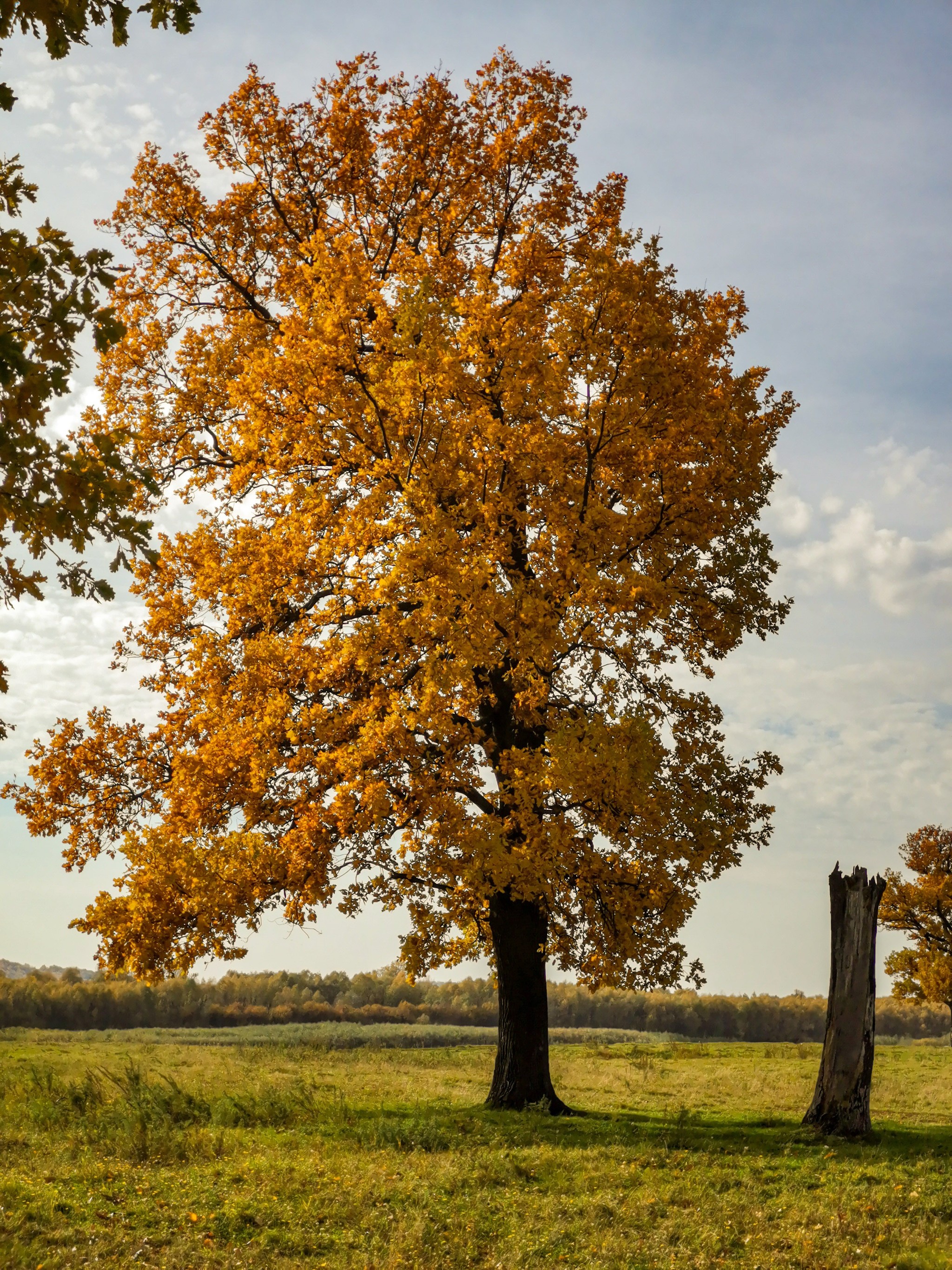 Autumn sketches - My, Dzerzhinsk, Mobile photography, Nature, Autumn, Longpost, What is autumn, Video, A bike