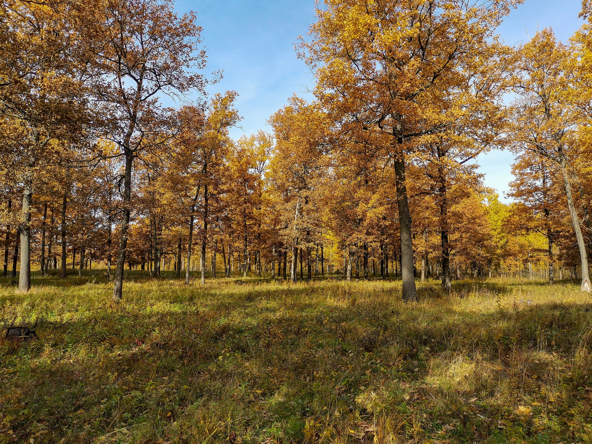 Autumn sketches - My, Dzerzhinsk, Mobile photography, Nature, Autumn, Longpost, What is autumn, Video, A bike