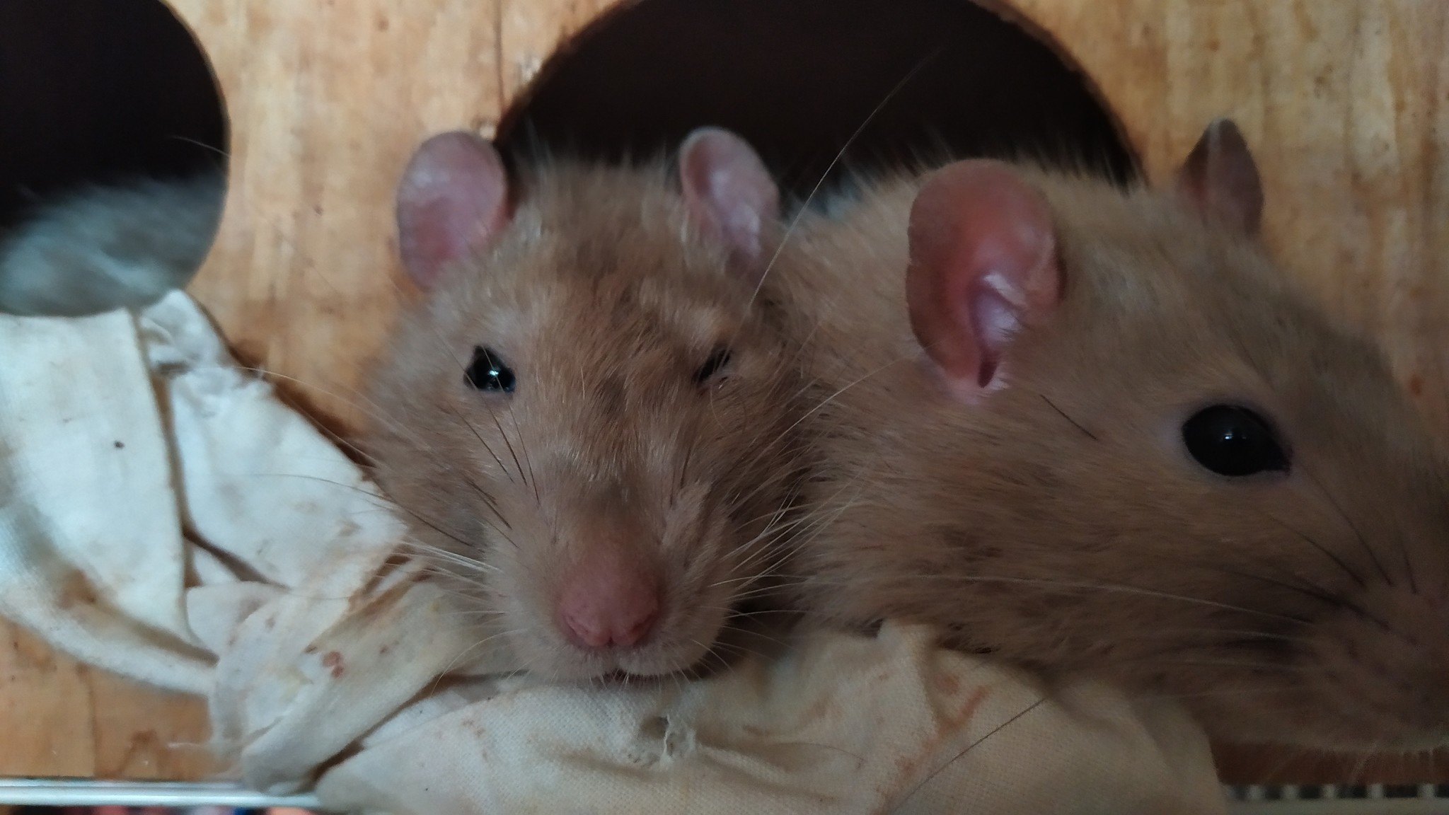 Rat days #2 - My, Rat, Decorative rats, Boys, Longpost