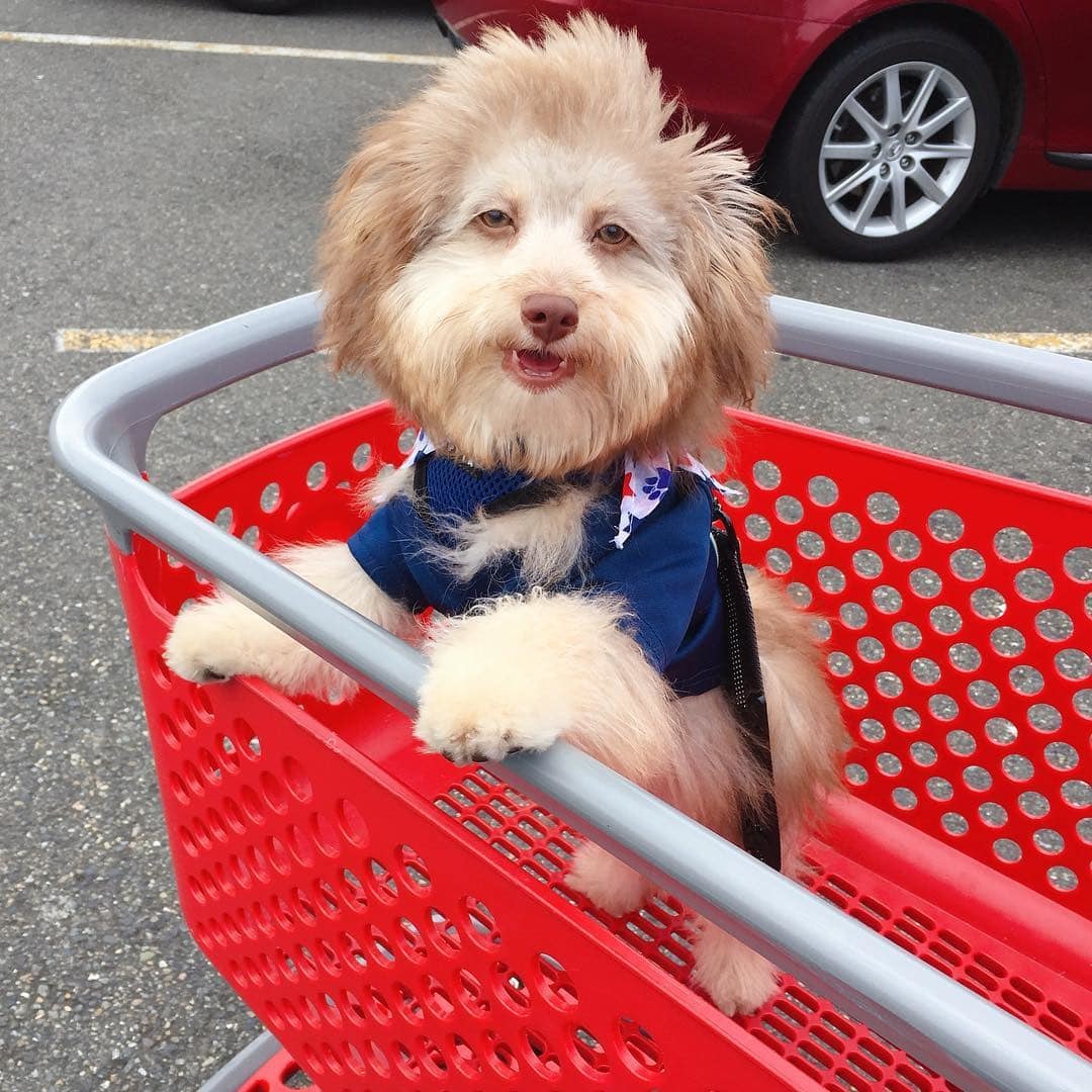 Australian poodle Nori became an internet sensation because of his human face - Dog, Person, Poodle, Longpost