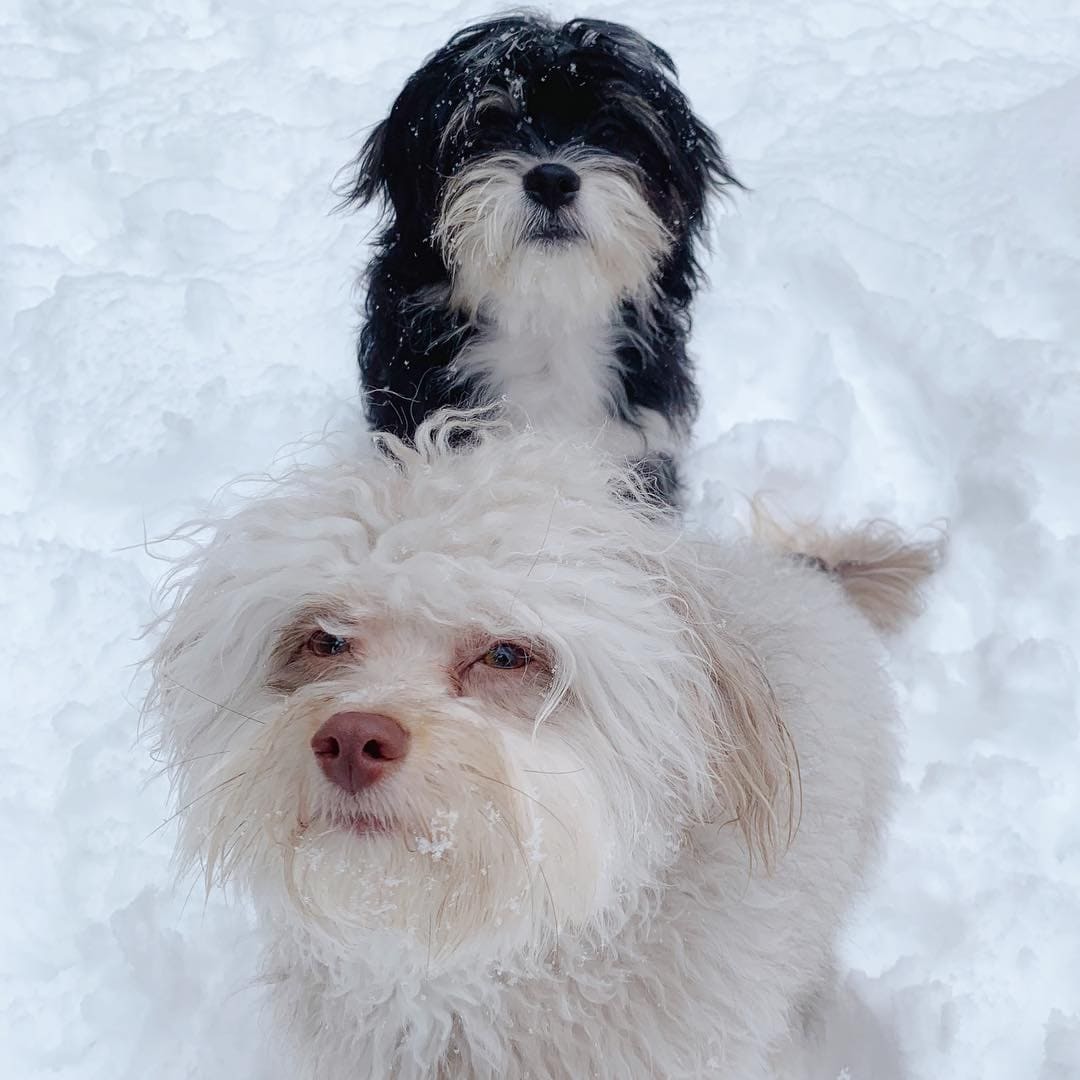 Australian poodle Nori became an internet sensation because of his human face - Dog, Person, Poodle, Longpost