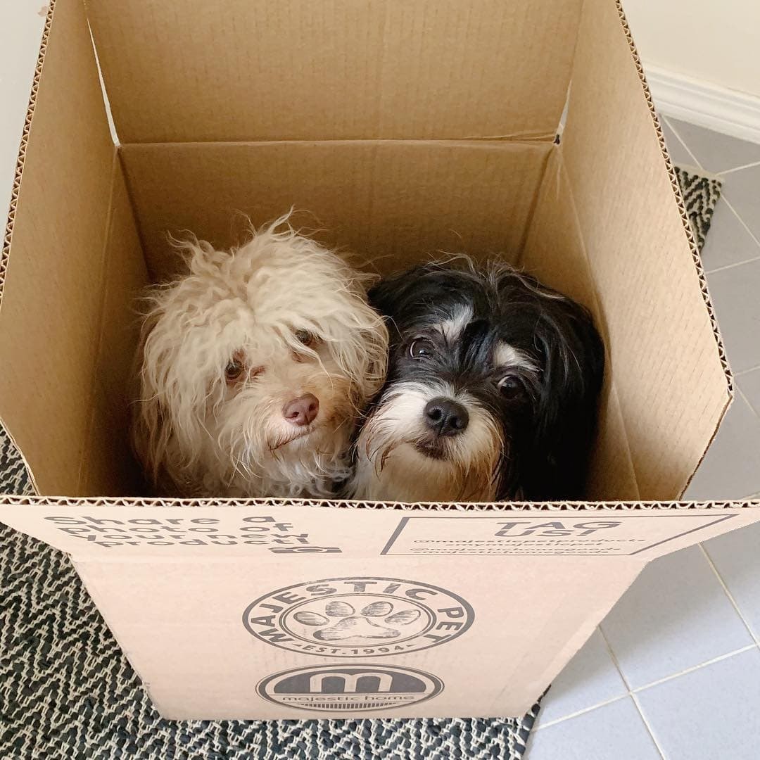 Australian poodle Nori became an internet sensation because of his human face - Dog, Person, Poodle, Longpost