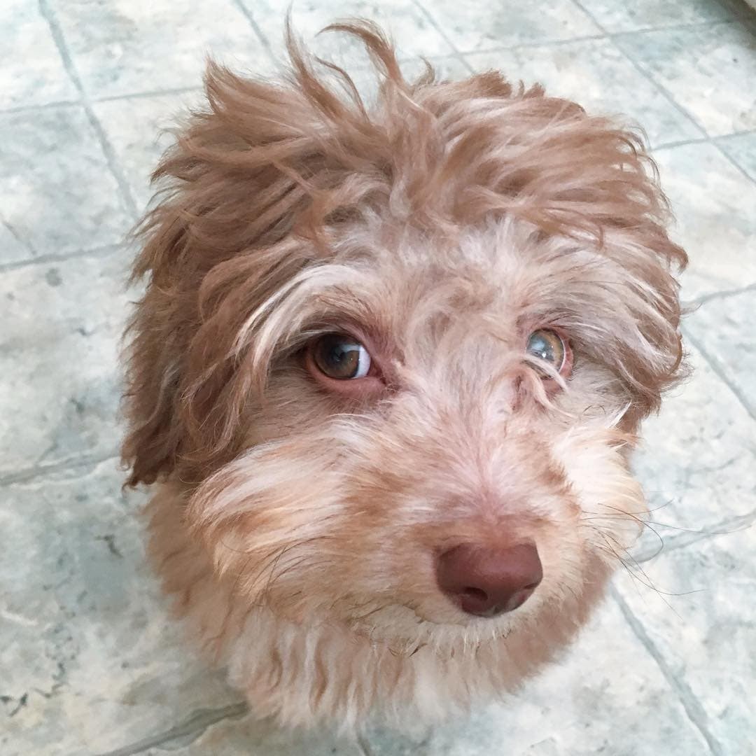 Australian poodle Nori became an internet sensation because of his human face - Dog, Person, Poodle, Longpost