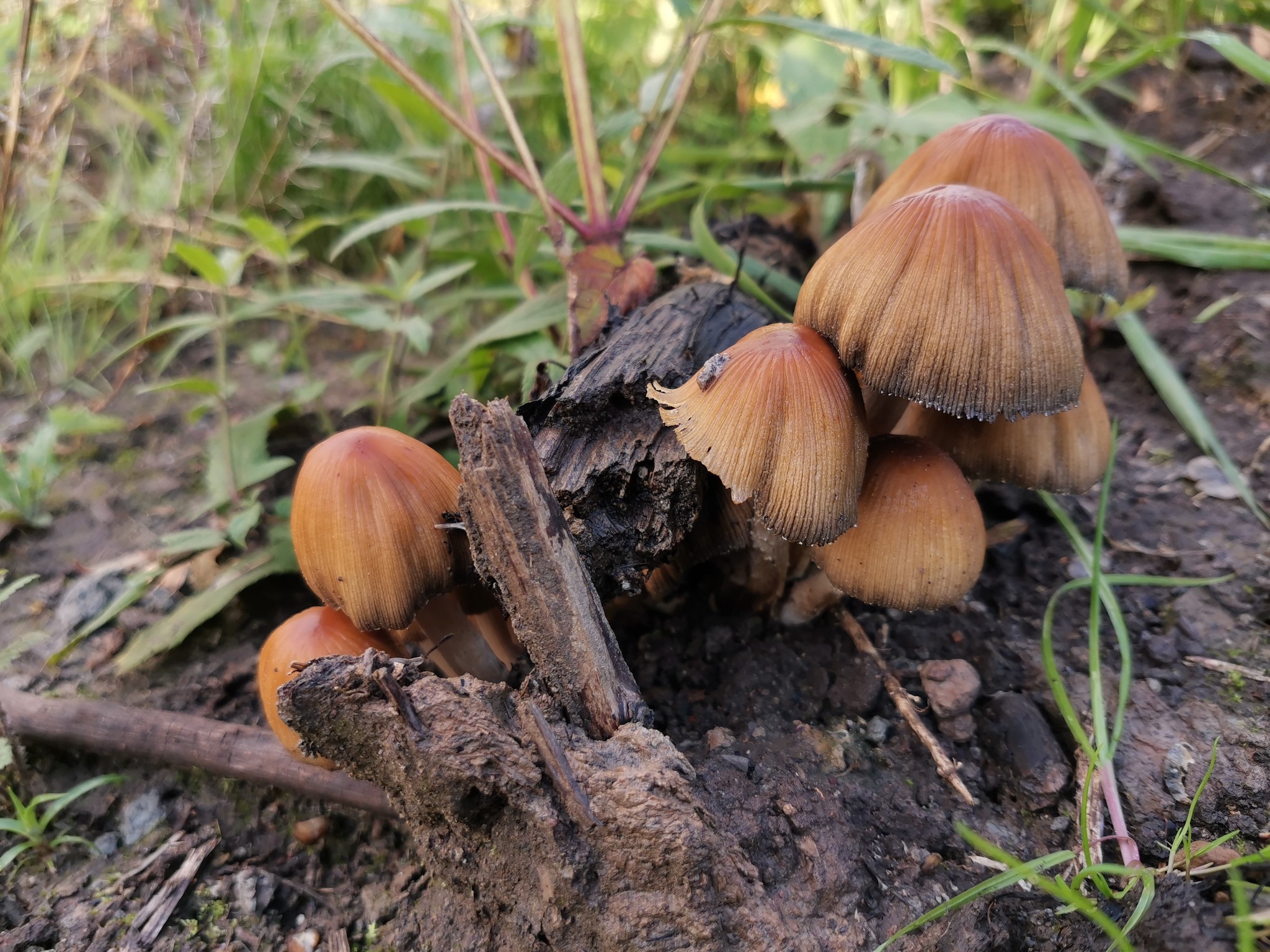 just met - My, The photo, Mushrooms