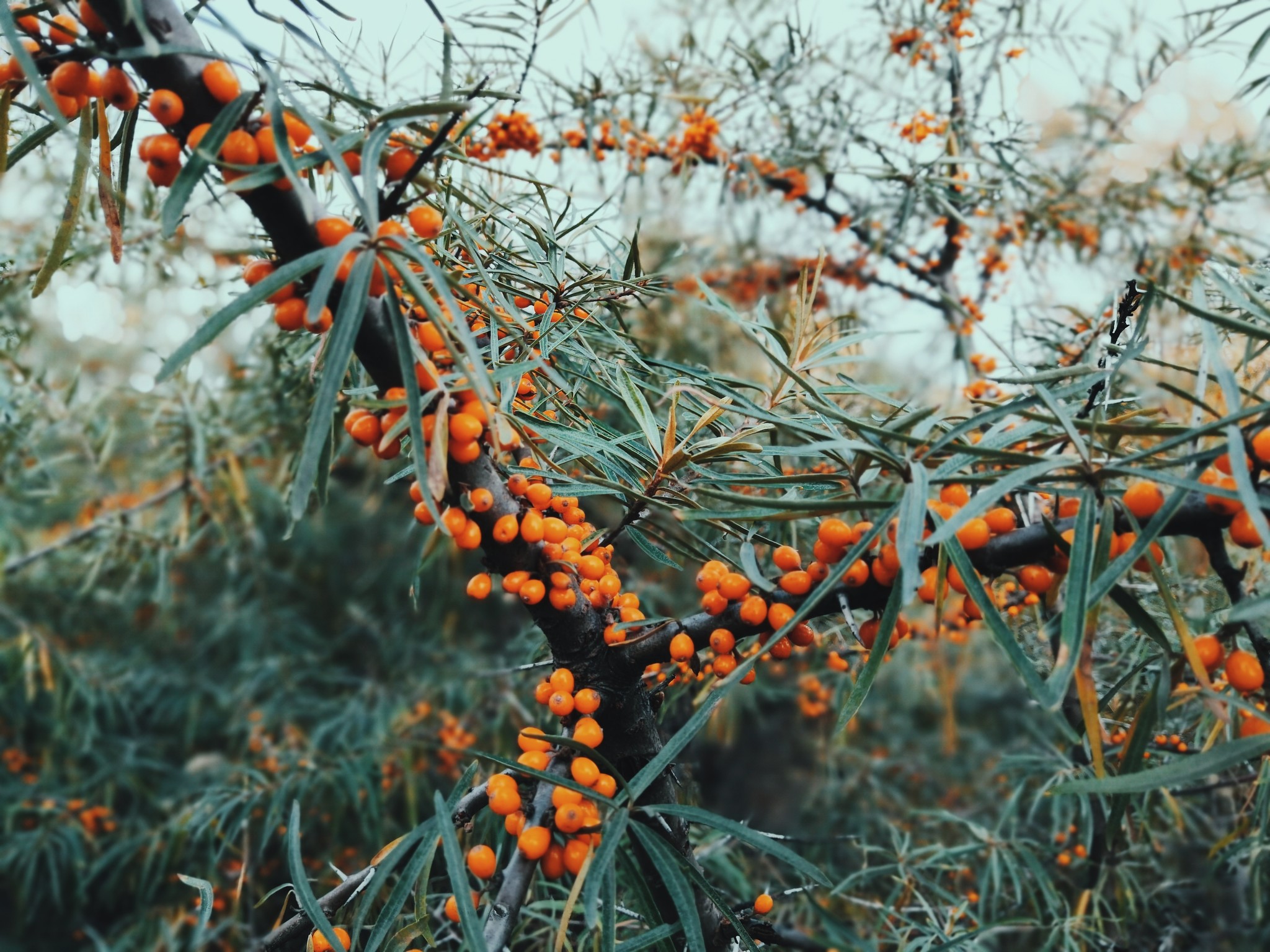 Autumn in the White well Voronezh region - My, Mobile photography, Nature, Autumn, Longpost