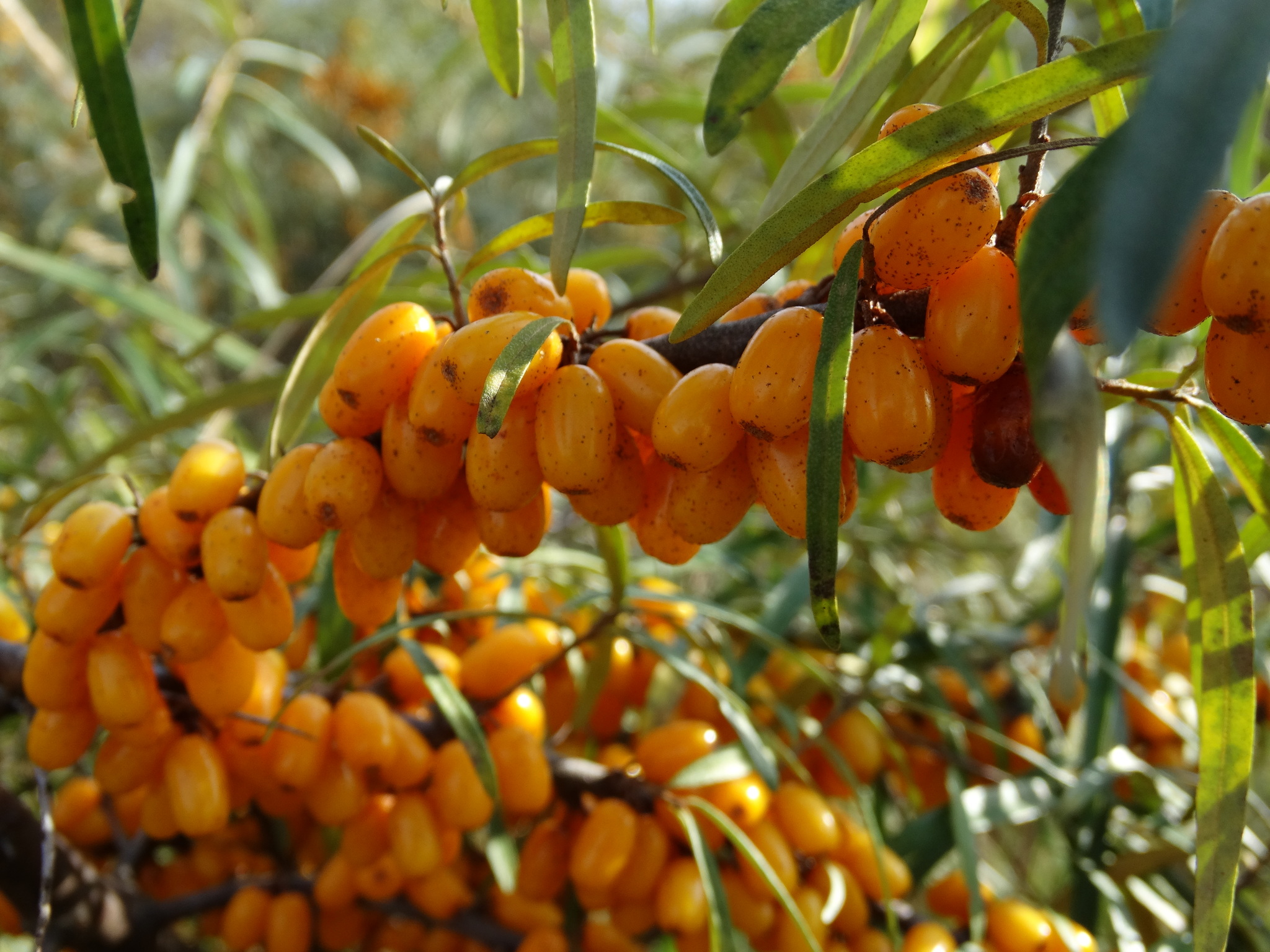 Sea ??buckthorn - My, Sea buckthorn, Berries