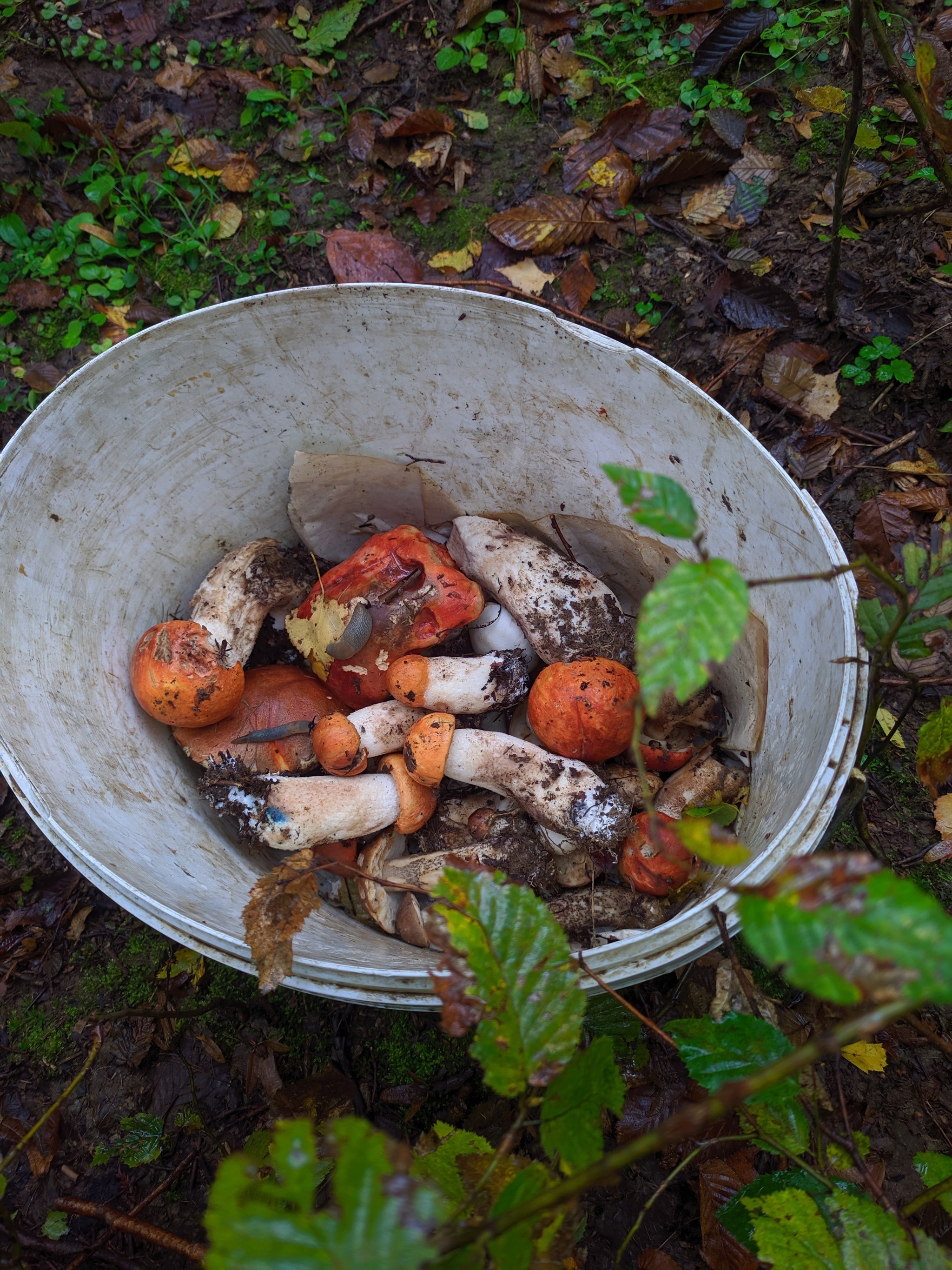 Amanitas! - Mushrooms, Fly agaric, Longpost