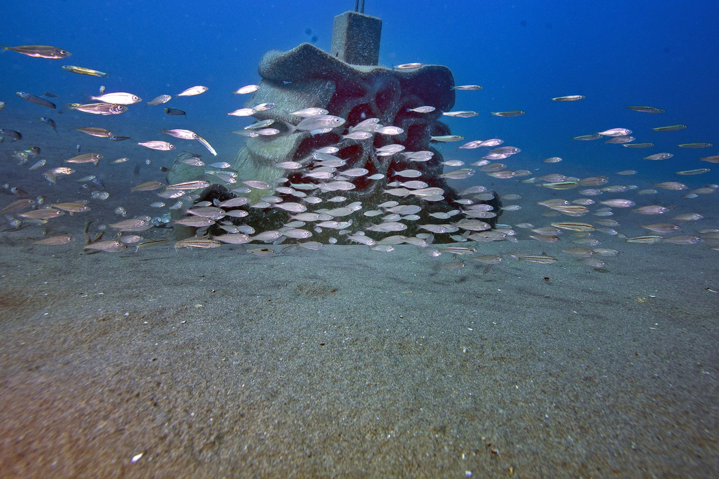 Ocean World: a selection of photos - Ocean, Underwater world, Shark, Whale, Jellyfish, Seaweed, The photo, Scuba diver, Longpost, Jellyfish