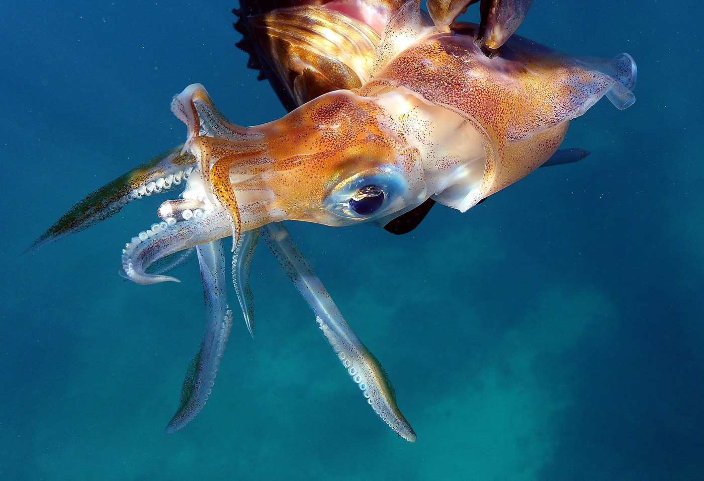 Ocean World: a selection of photos - Ocean, Underwater world, Shark, Whale, Jellyfish, Seaweed, The photo, Scuba diver, Longpost, Jellyfish