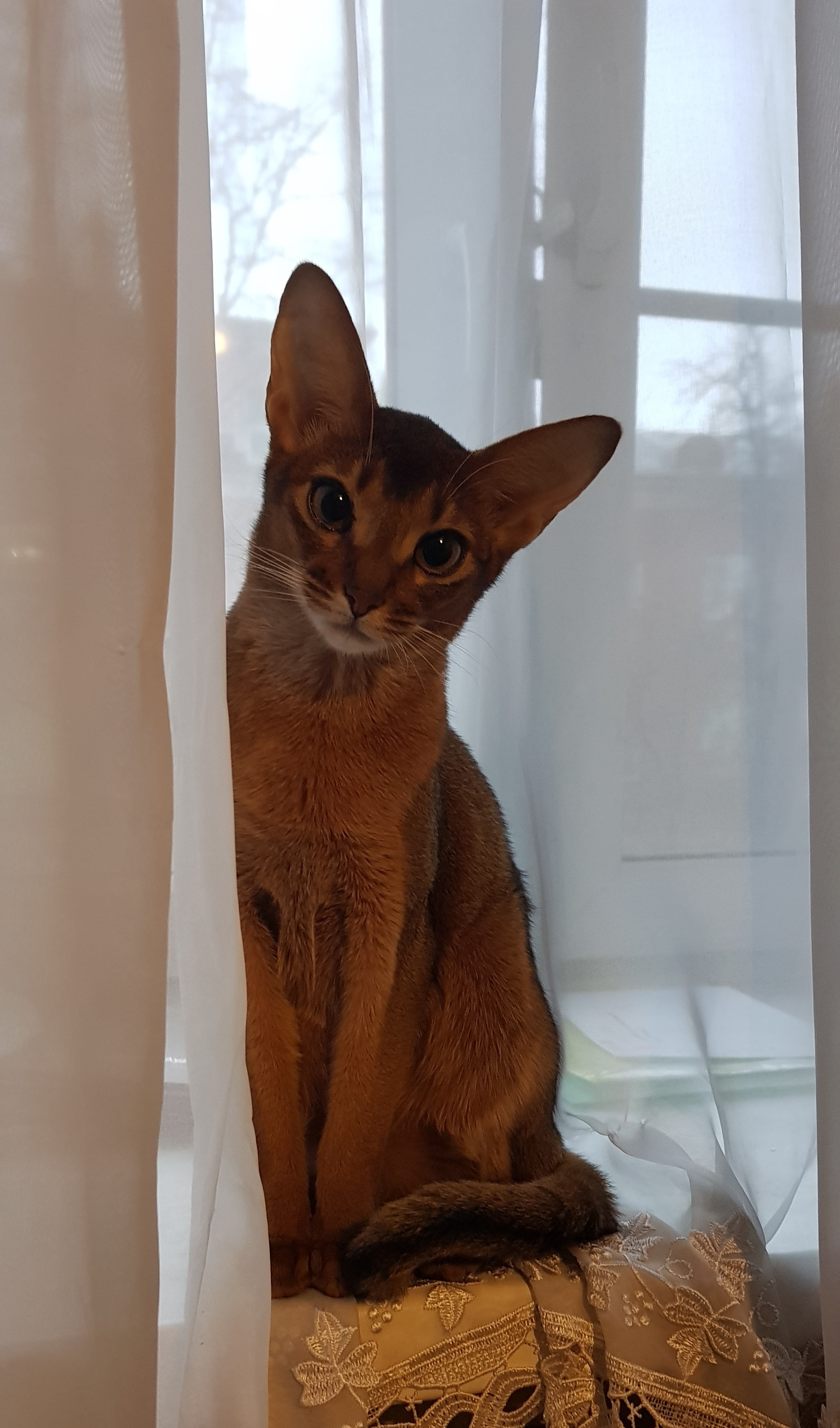 Our Milahi - My, Catomafia, The photo, Longpost, cat, Abyssinian cat