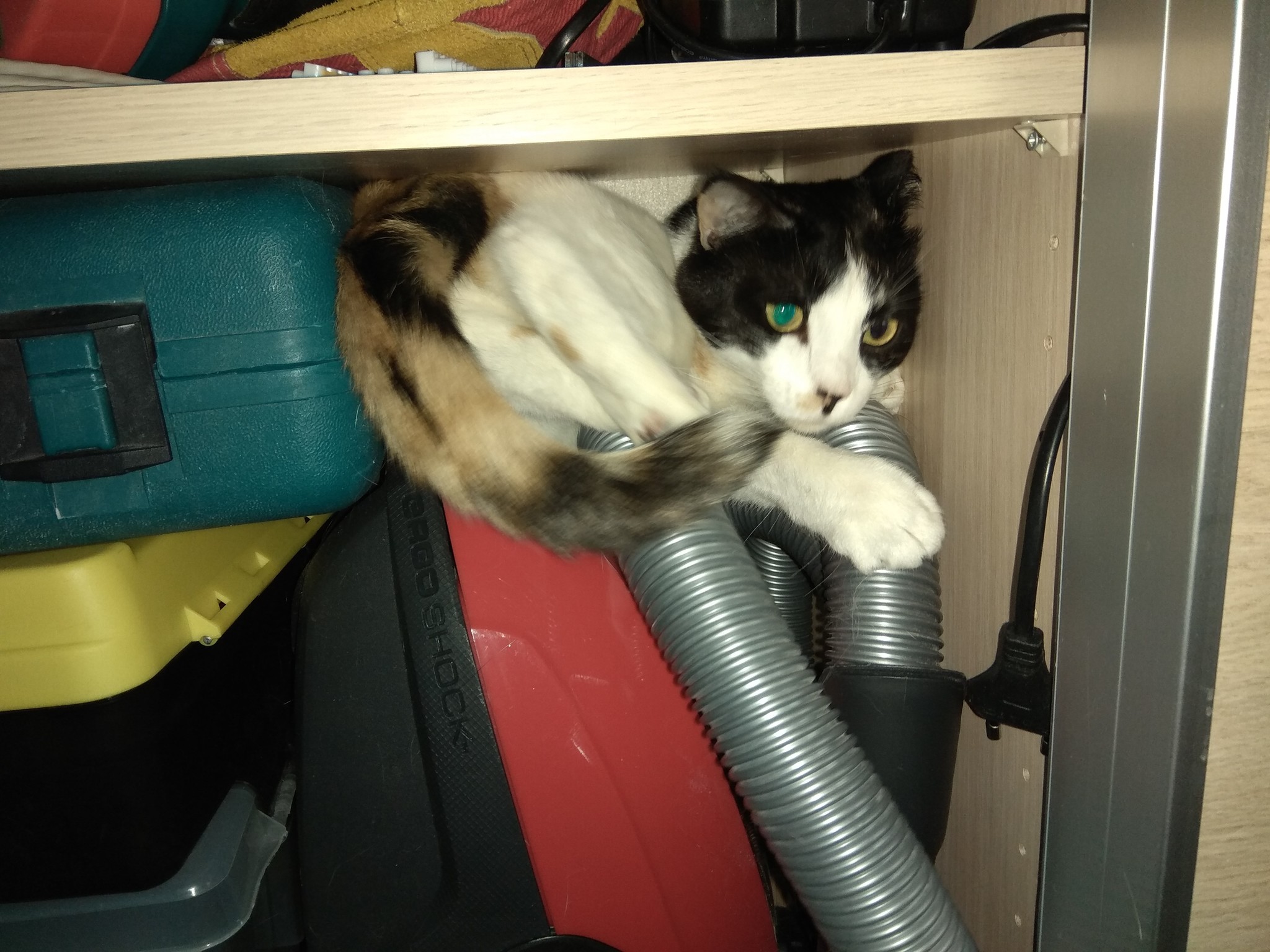 When there is not enough space in the apartment. - My, Tricolor cat, , Catomafia, Hid, cat, Hide and seek