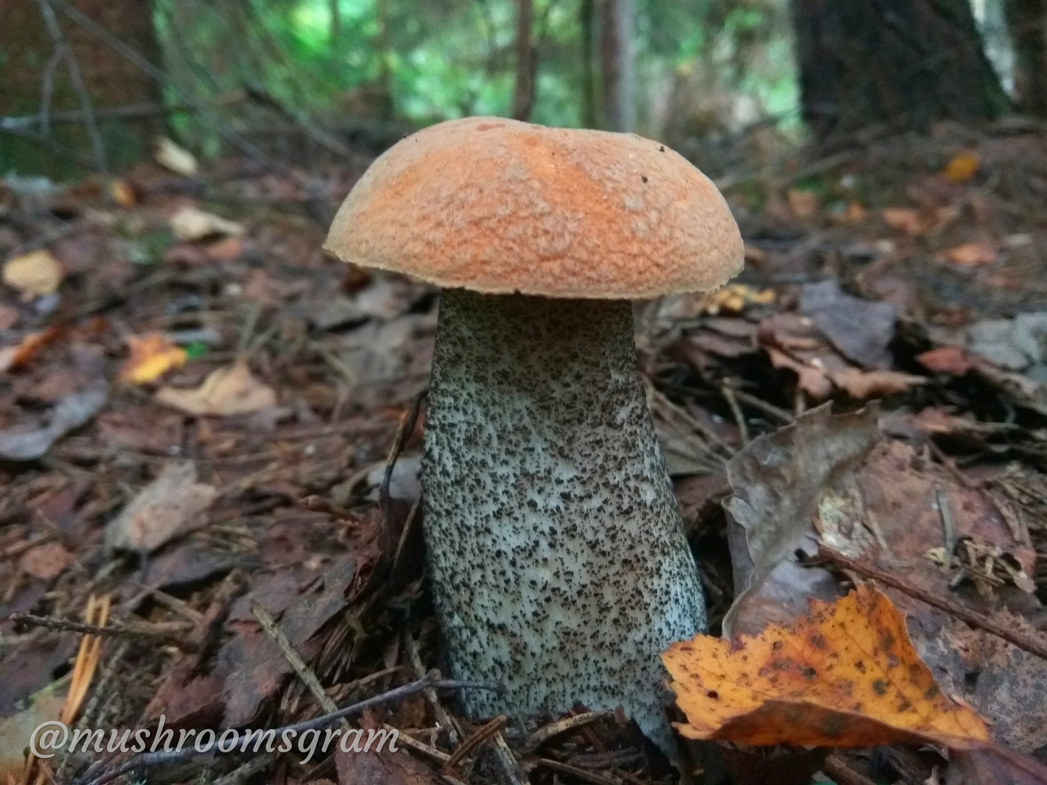 Mushroom Team 2019 - My, Mushrooms, Silent hunt, Chanterelles, Boletus, Porcini, Longpost