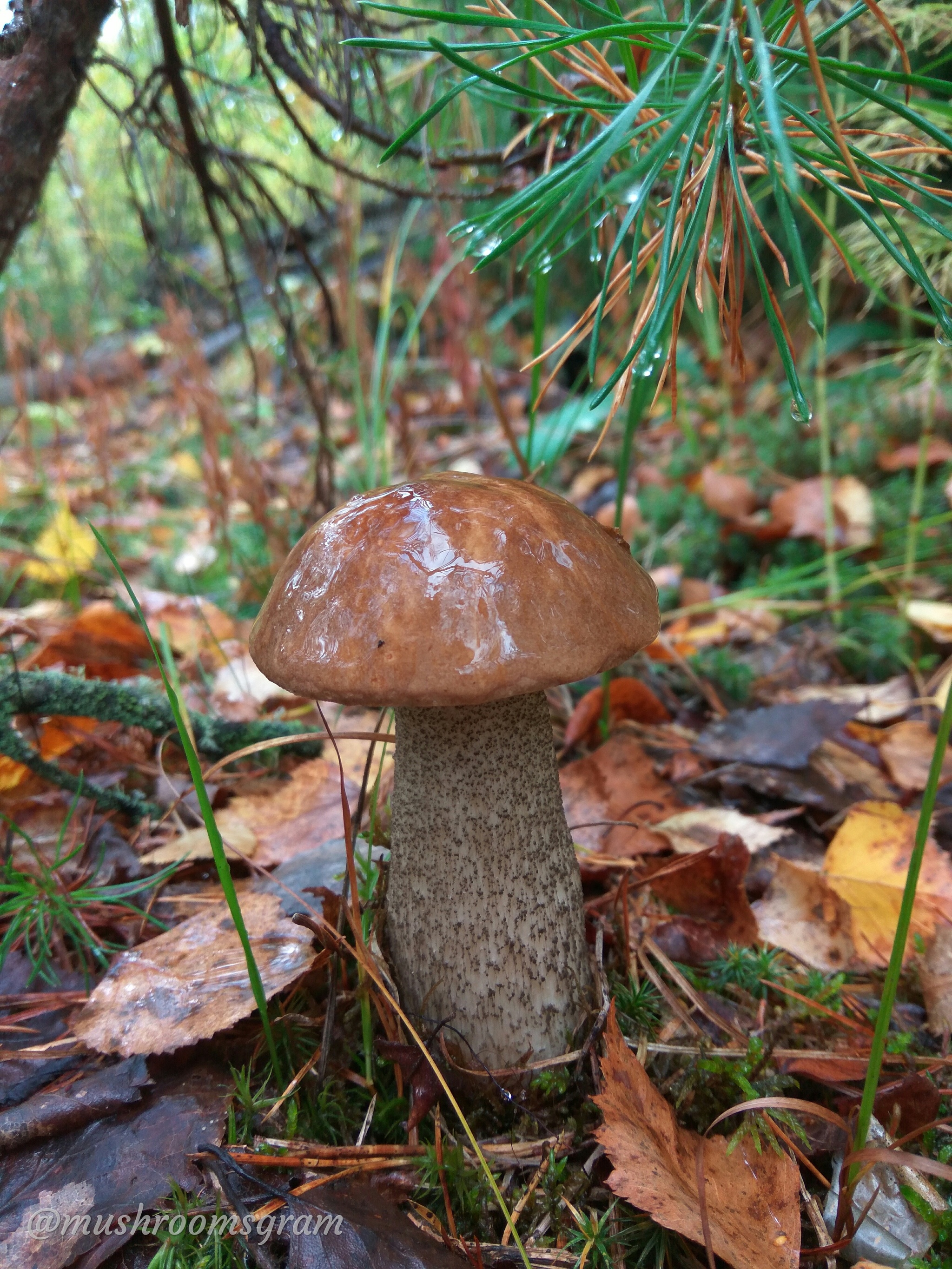 Mushroom Team 2019 - My, Mushrooms, Silent hunt, Chanterelles, Boletus, Porcini, Longpost