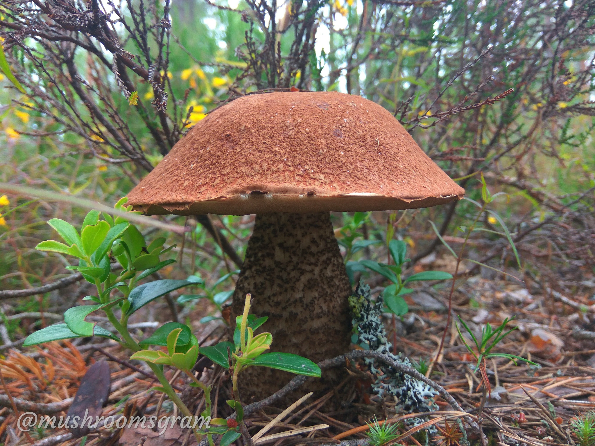 Mushroom Team 2019 - My, Mushrooms, Silent hunt, Chanterelles, Boletus, Porcini, Longpost