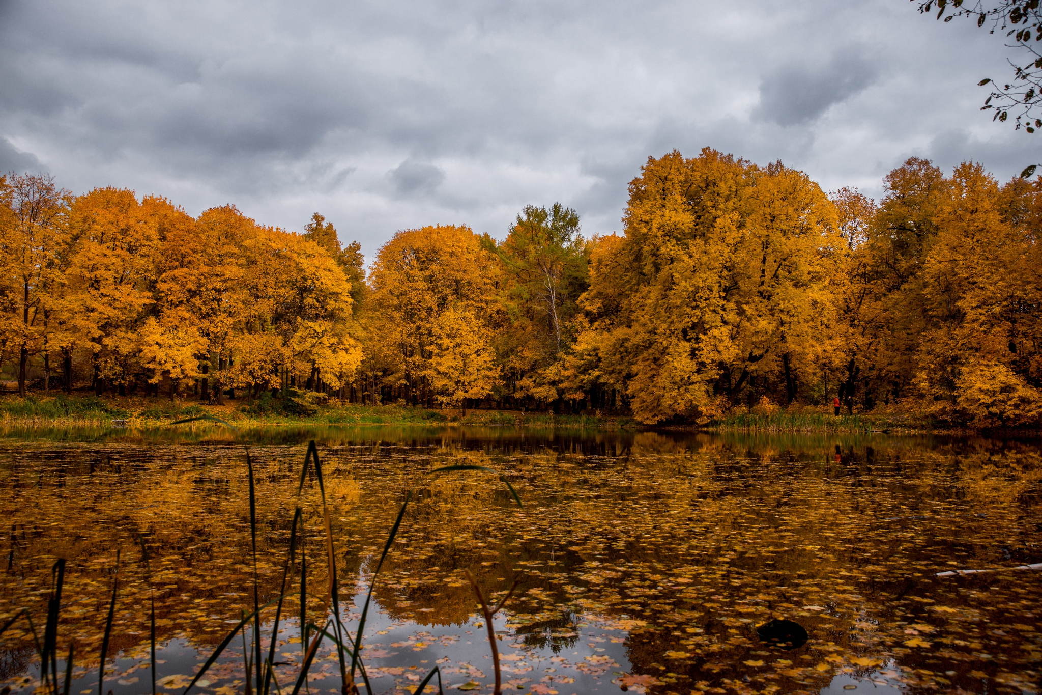 Луховицы озеро осень