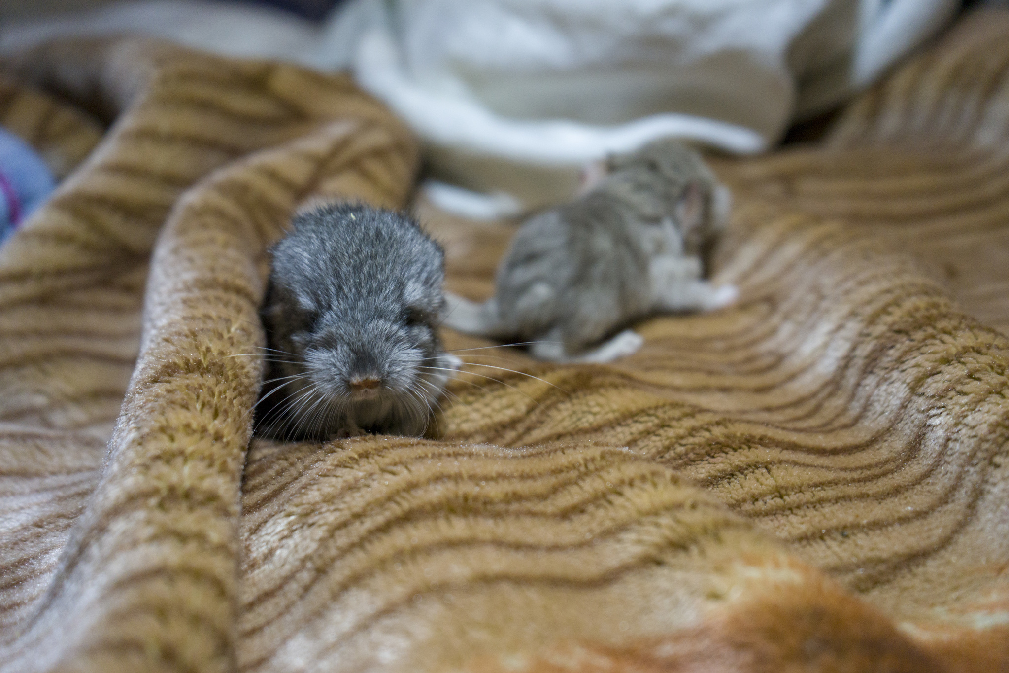 Chinchillas, 5 hours old... - My, Chinchilla, Milota