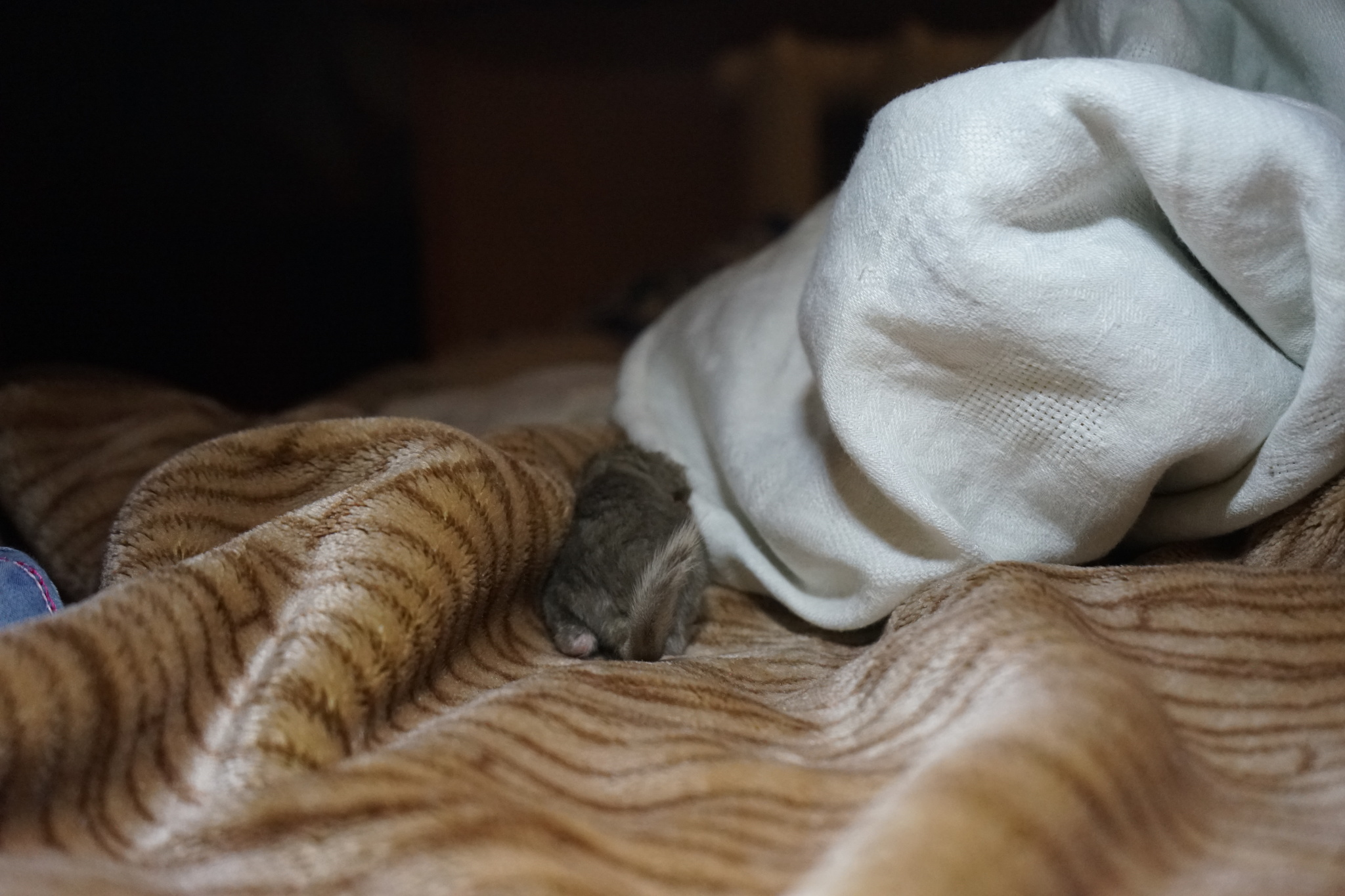 Chinchillas, 5 hours old... - My, Chinchilla, Milota