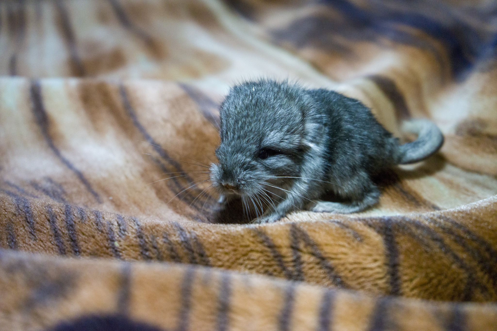 Chinchillas, 5 hours old... - My, Chinchilla, Milota