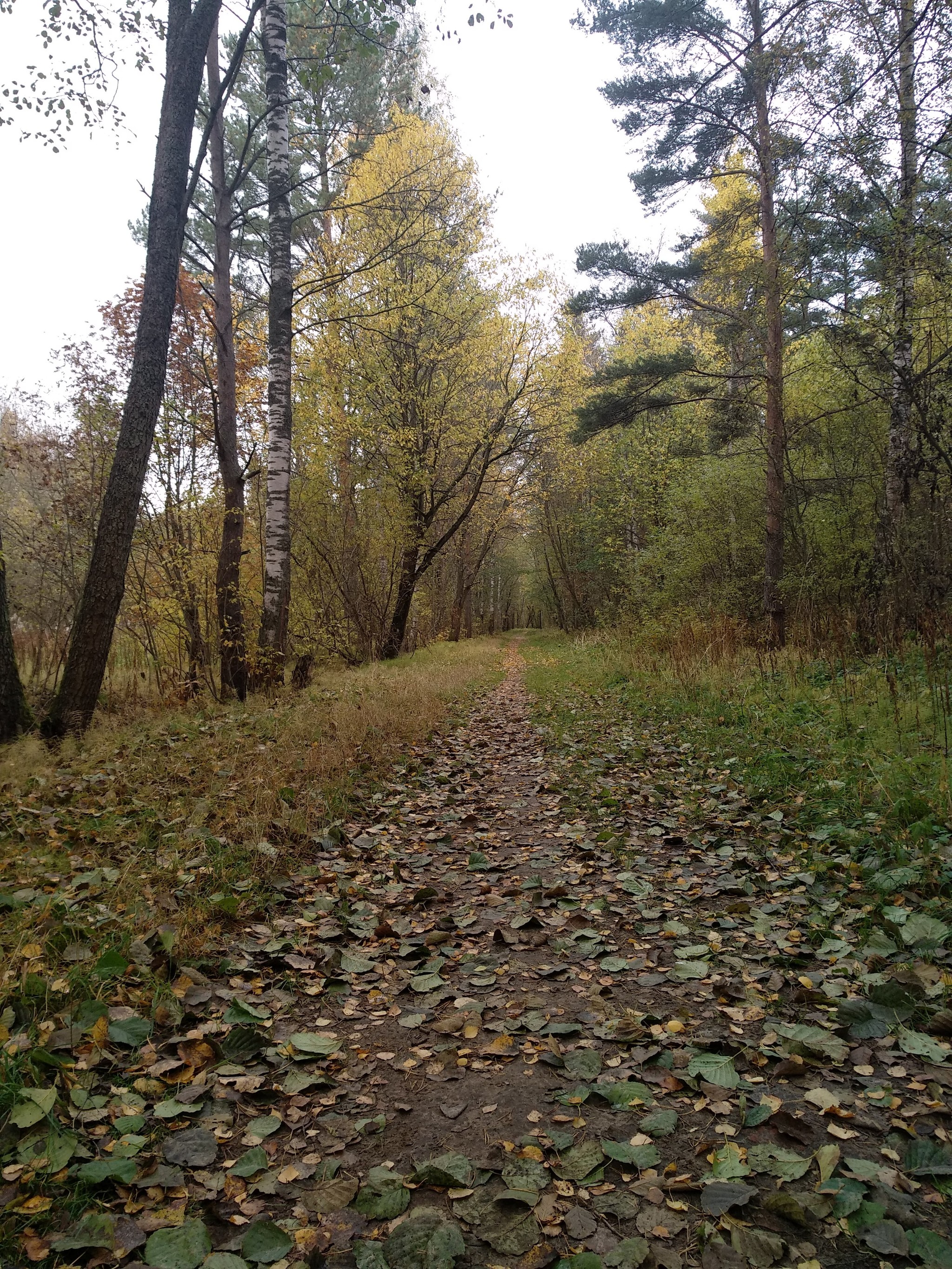 wake up when september ends - My, Mobile photography, Autumn, Forest, Longpost