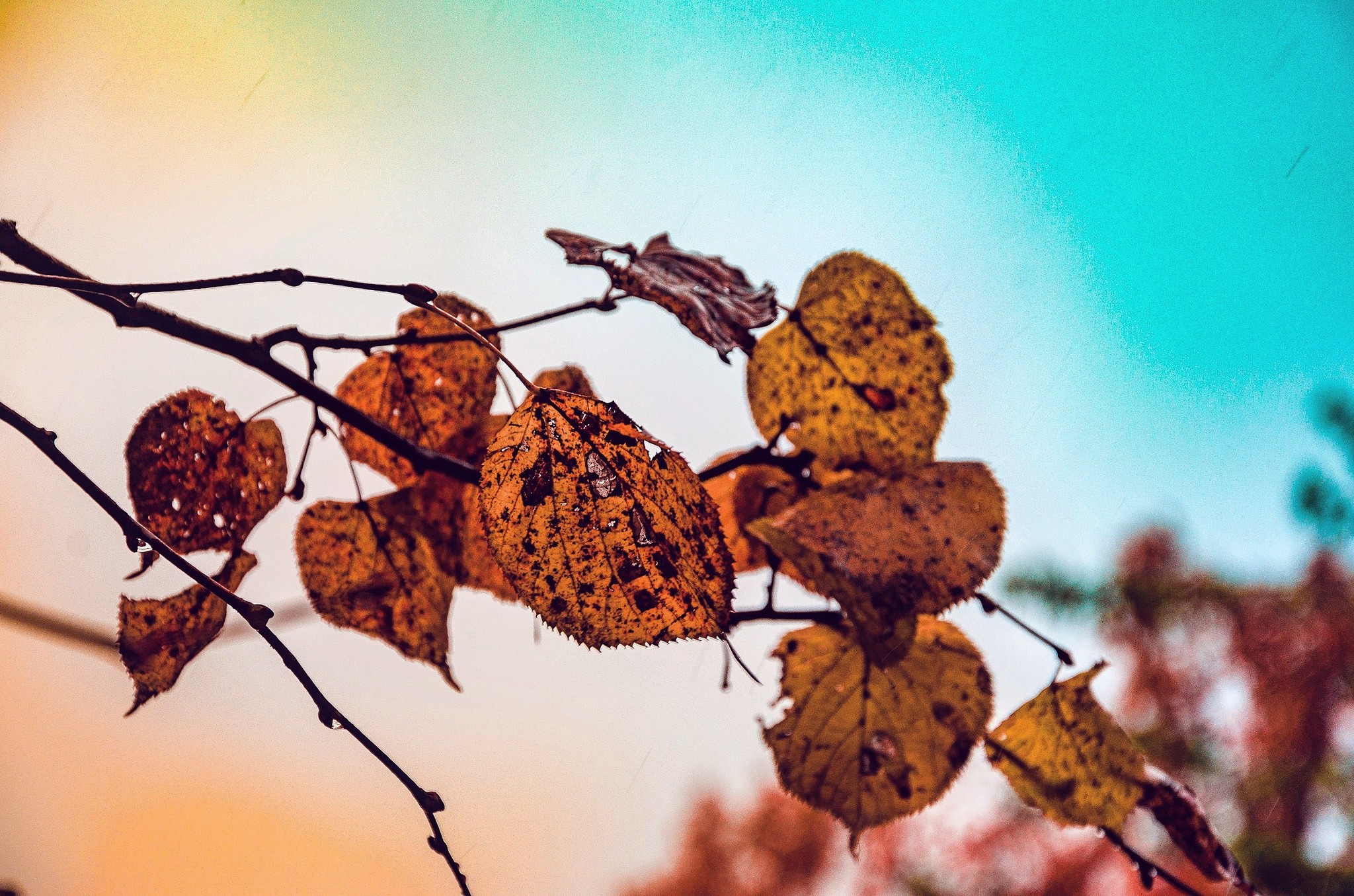 Autumn in Tsaritsyno - My, The photo, Landscape, Russia, Autumn, Photographer, Longpost