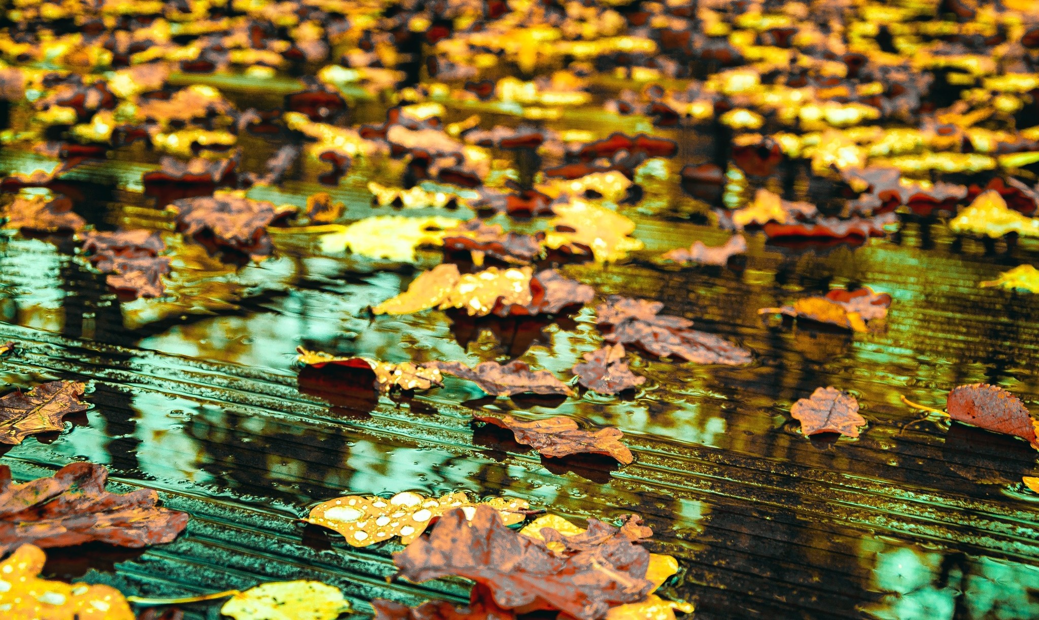 Autumn in Tsaritsyno - My, The photo, Landscape, Russia, Autumn, Photographer, Longpost