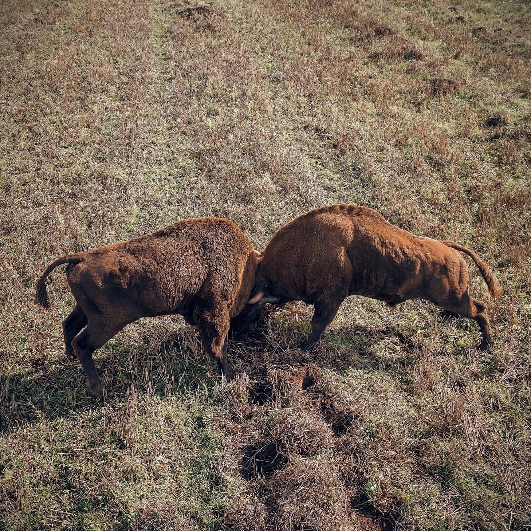 Belarusian bison in the natural environment - Bison, Belovezhskaya Pushcha, Nature, Republic of Belarus, Longpost