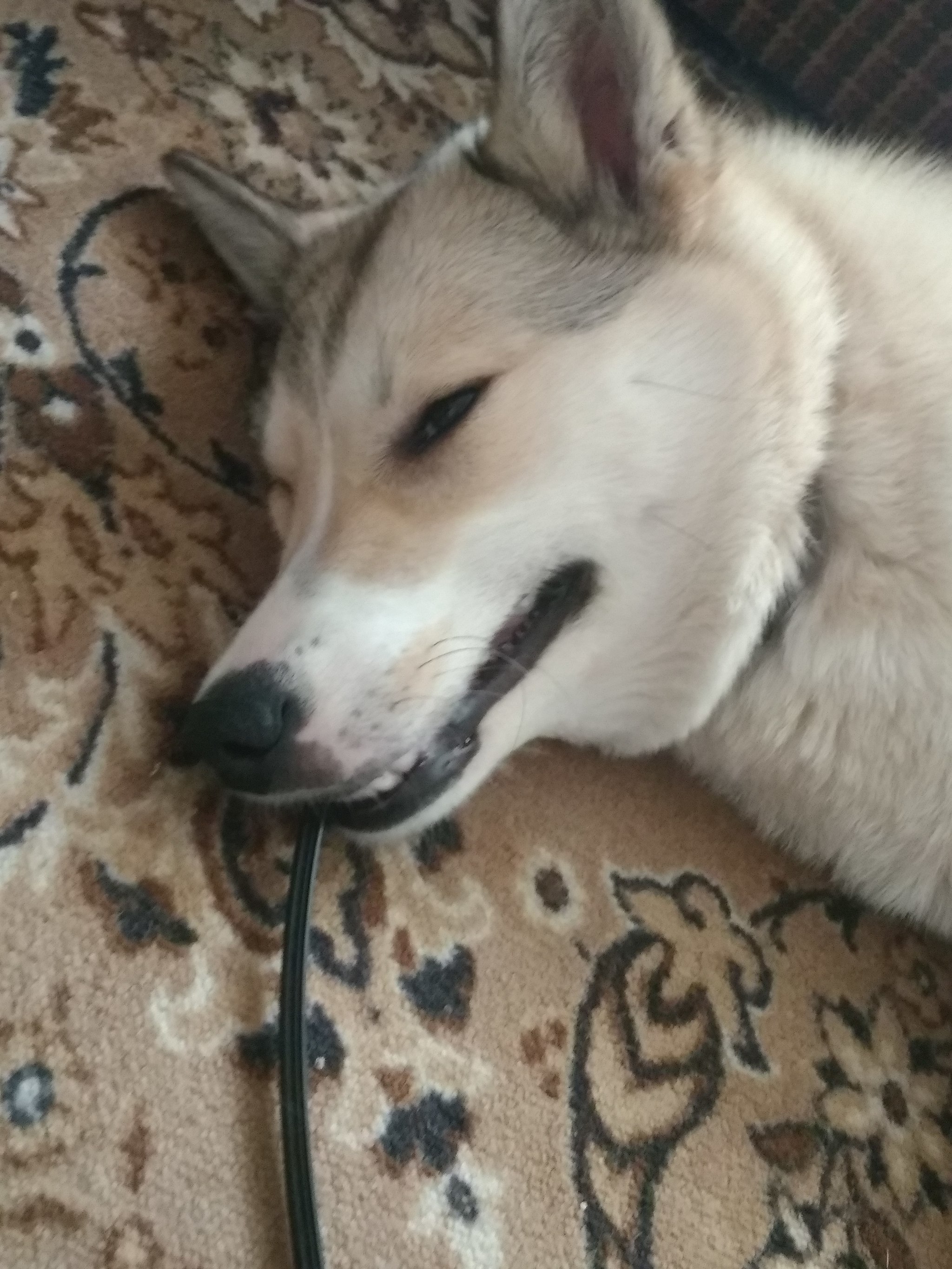 When sleep overcame suddenly - Laika, Dream, Longpost, Dog, Pets