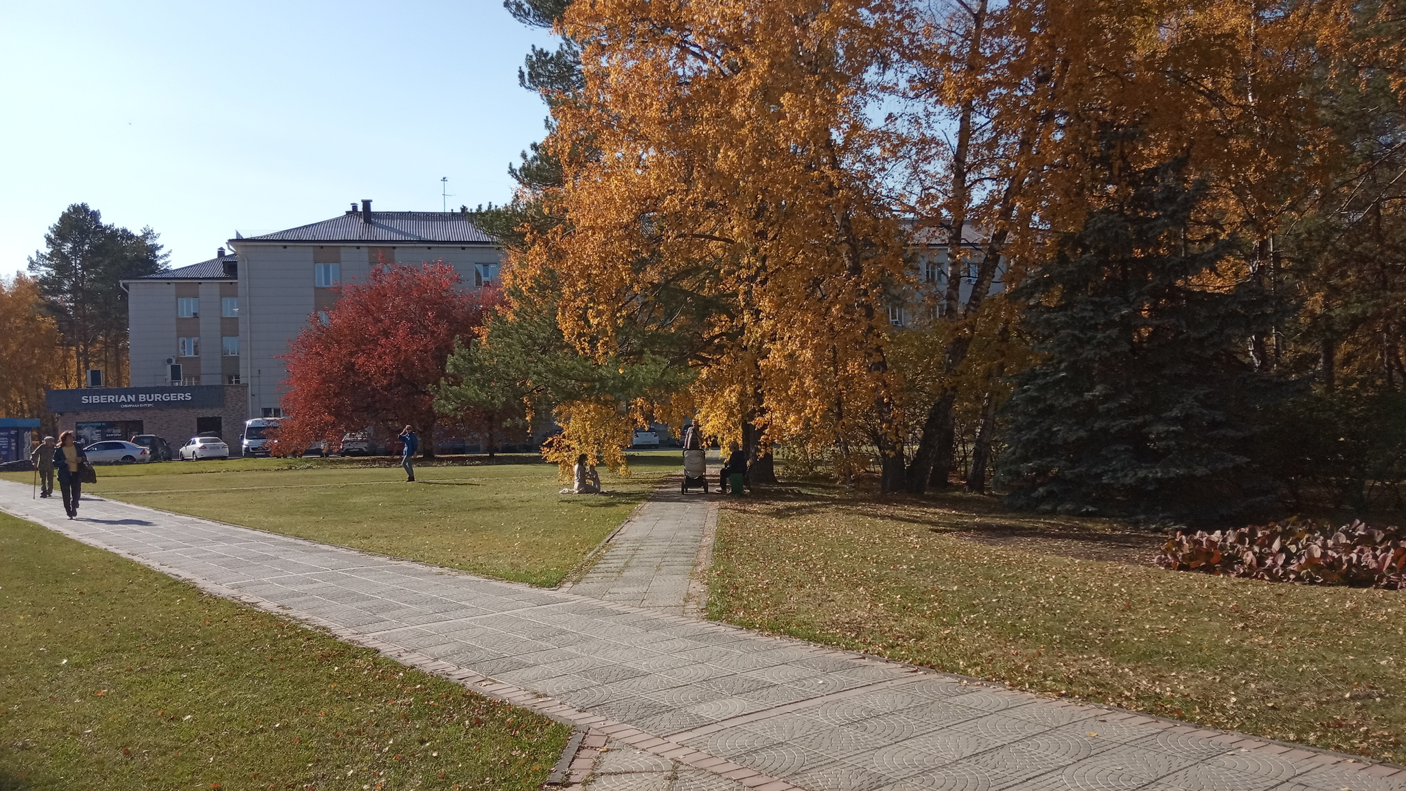 Академгородок осенью 2019 - Моё, Осень, Красота, Академгородок, Дерево, Листья, Новосибирская область, Фотография, Длиннопост