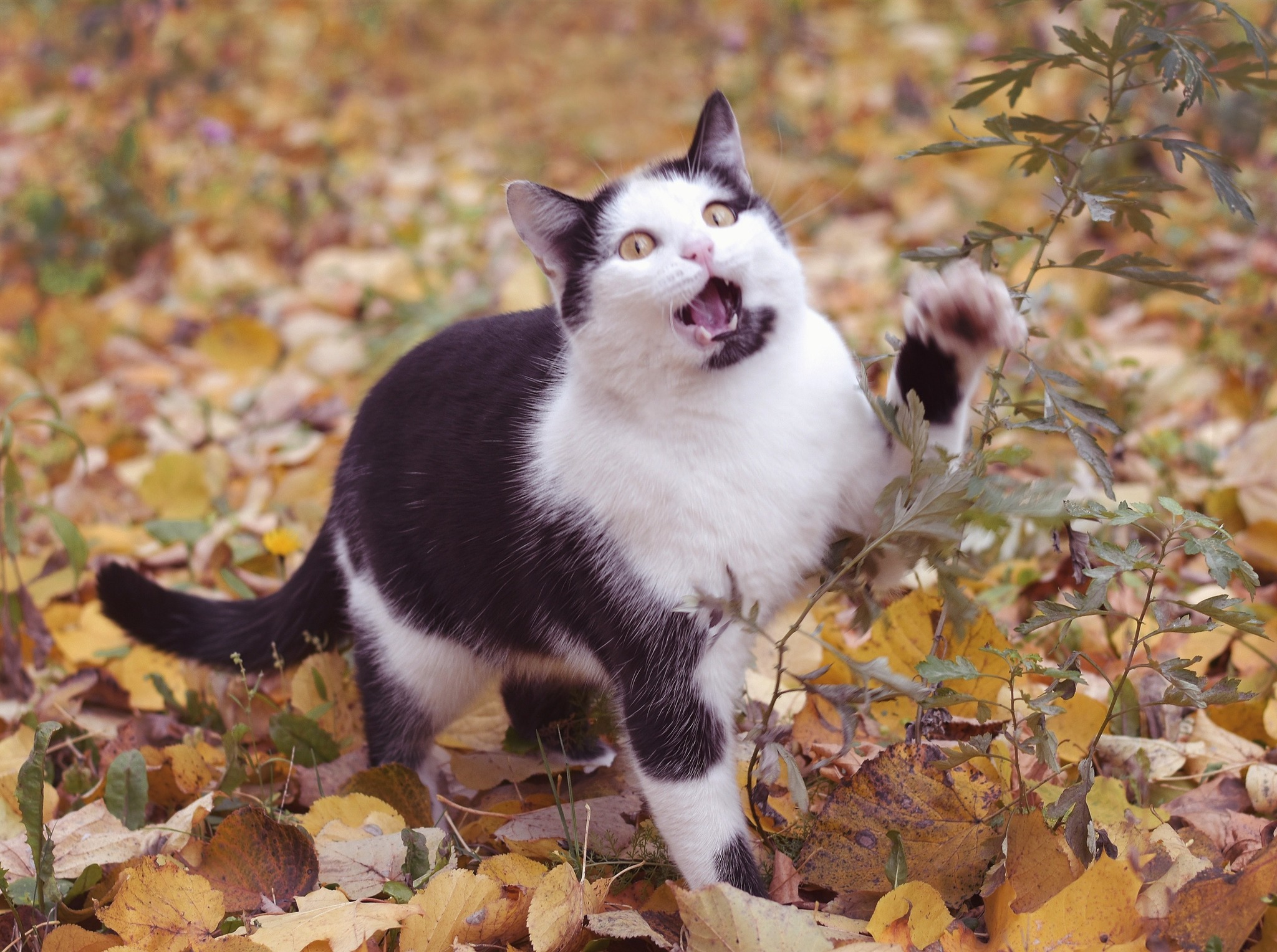 Невероятно харизматичный уличный кот Зайчик - Моё, Кот, Котомафия, Осень, Фотография, Длиннопост, Орел