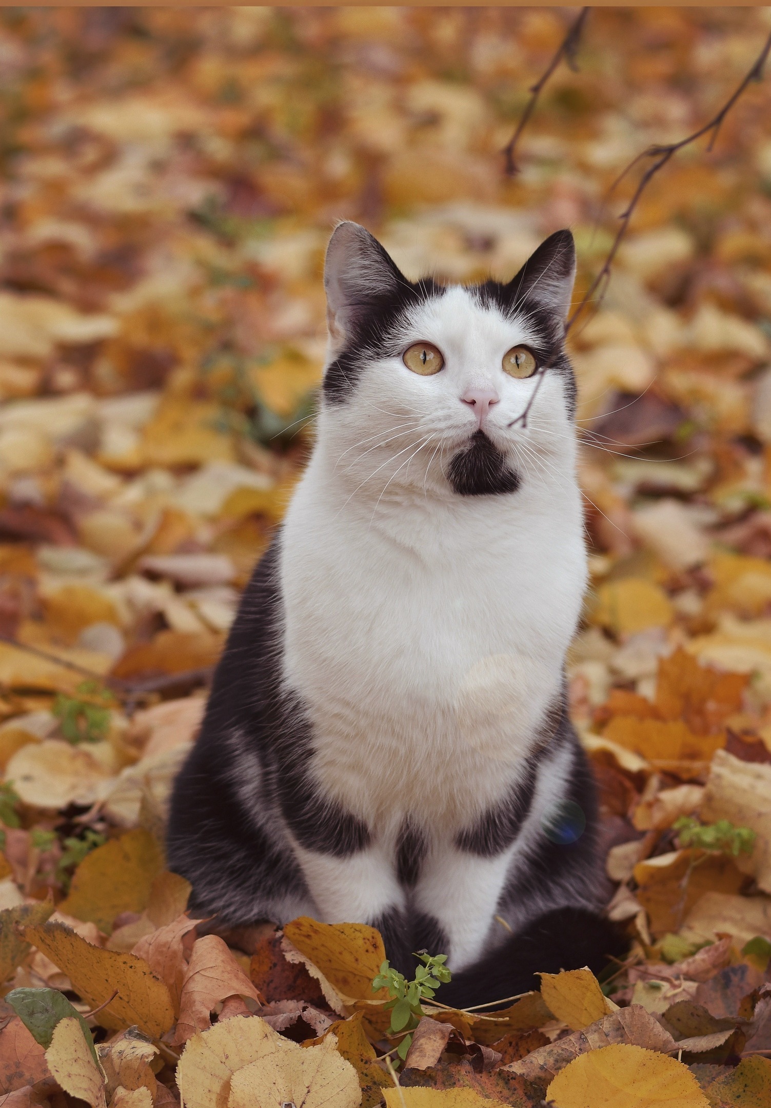 Невероятно харизматичный уличный кот Зайчик - Моё, Кот, Котомафия, Осень, Фотография, Длиннопост, Орел