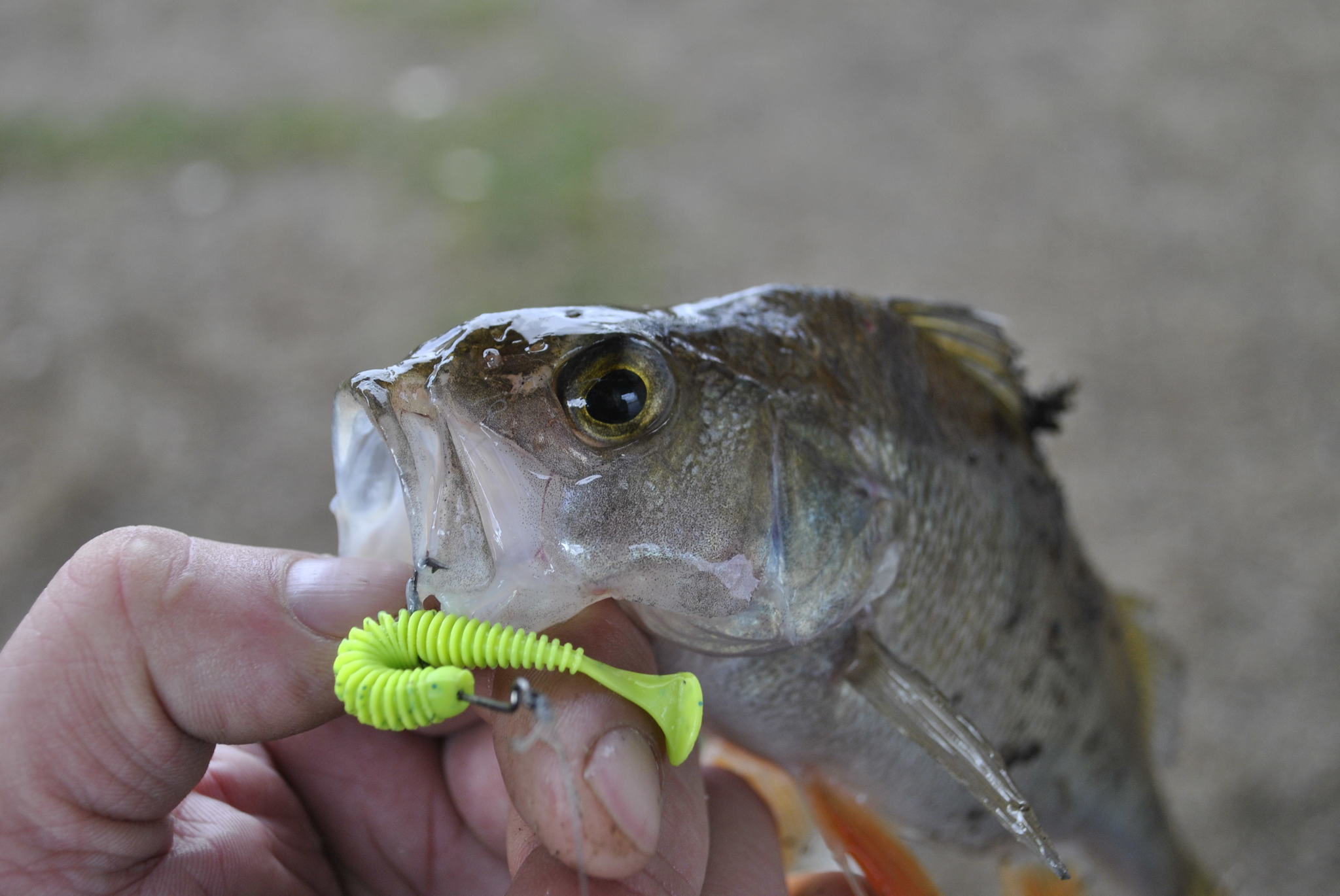 Dip you in the tape. - My, Perch, Carolina, , Spinning, Fishing, Longpost