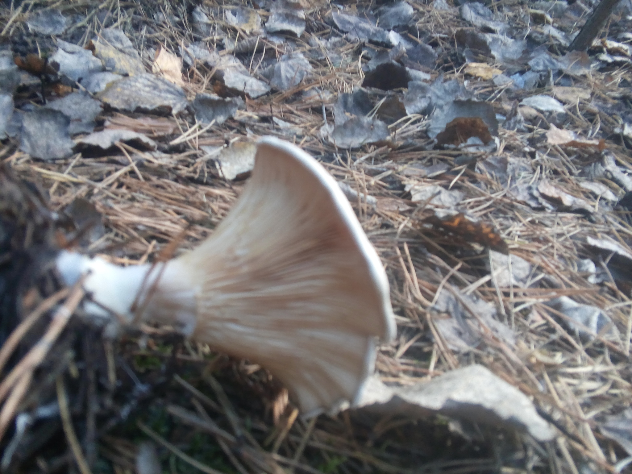 Unfamiliar mushrooms - My, tell, Chanterelles, Silent hunt, Toadstool, Longpost