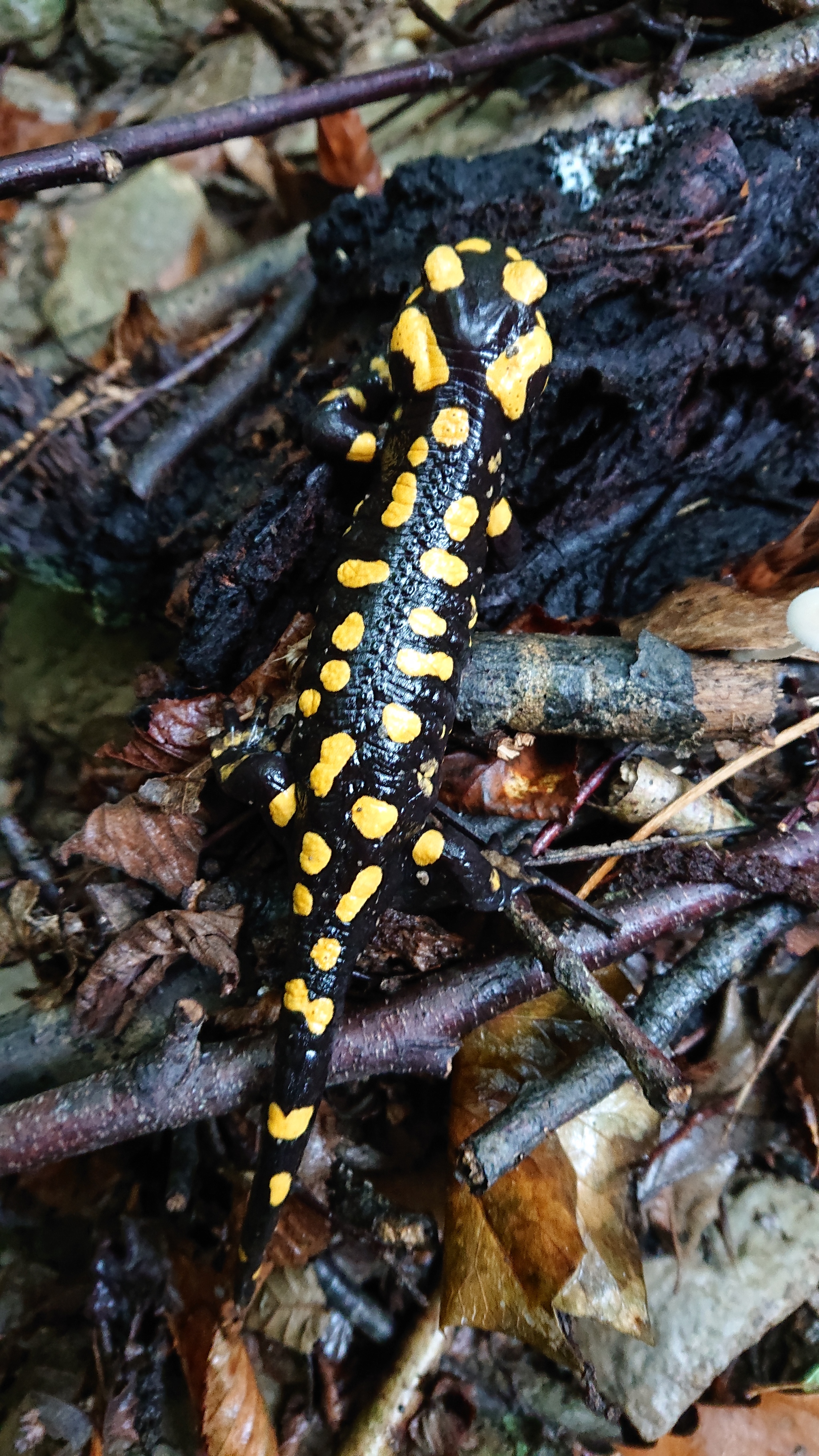 Fire salamander. - My, Salamander, Corsica, Nature, Forest, Longpost