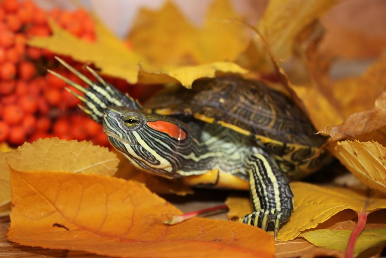 Photo of a red-eared turtle - My, Pond slider, Autumn, Orenburg