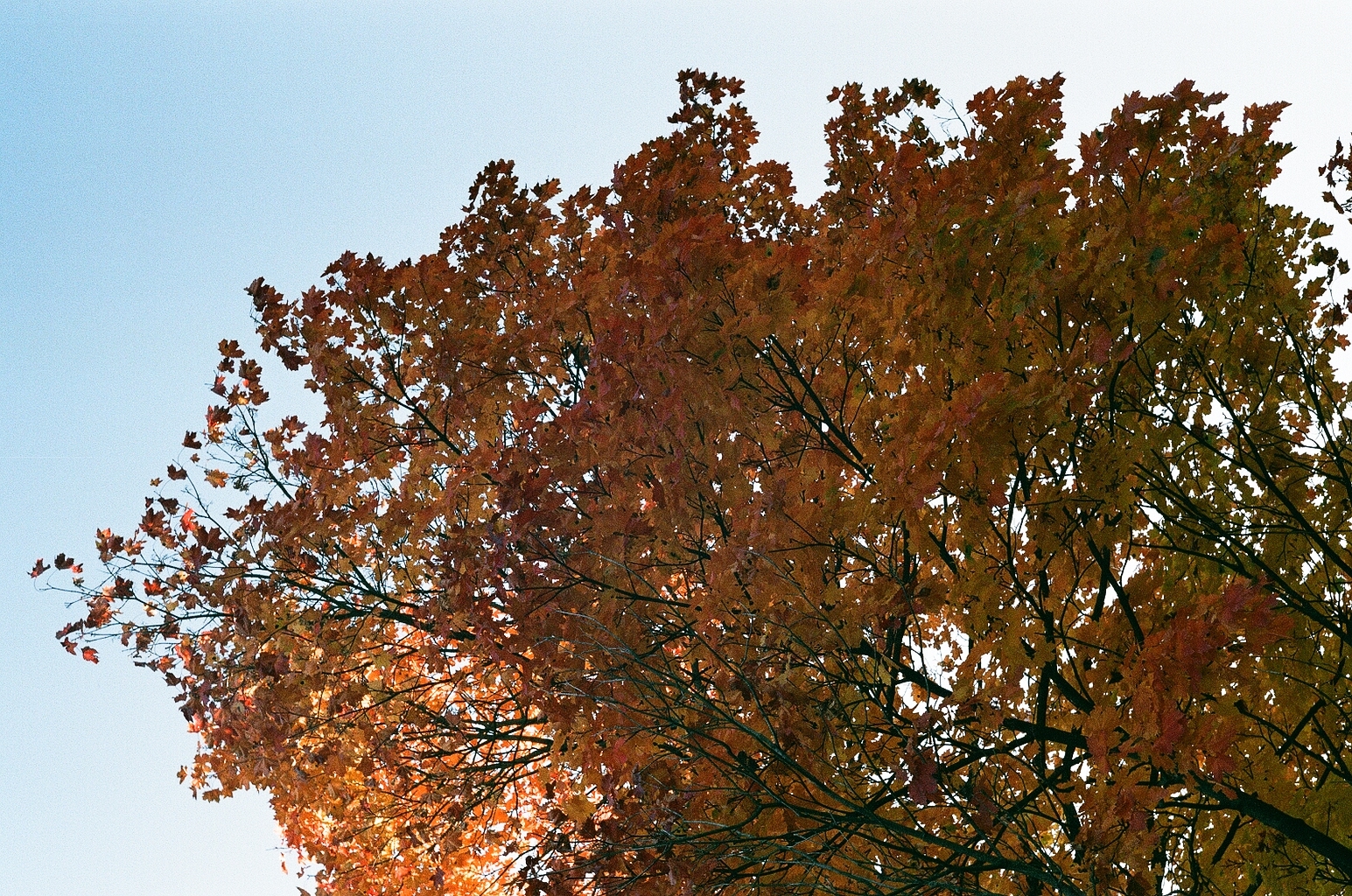 First launch, flight successful. - My, Camera Kiev, , Film, Autumn, The sun, The photo, Longpost, Helios