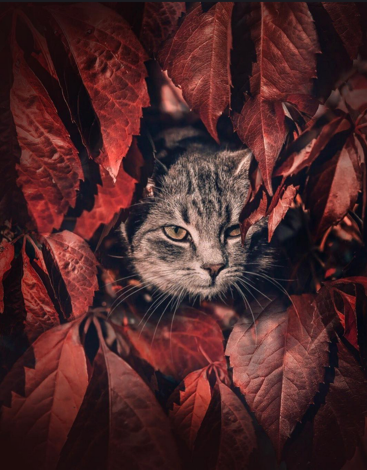 Autumn partisan. - cat, Catomafia