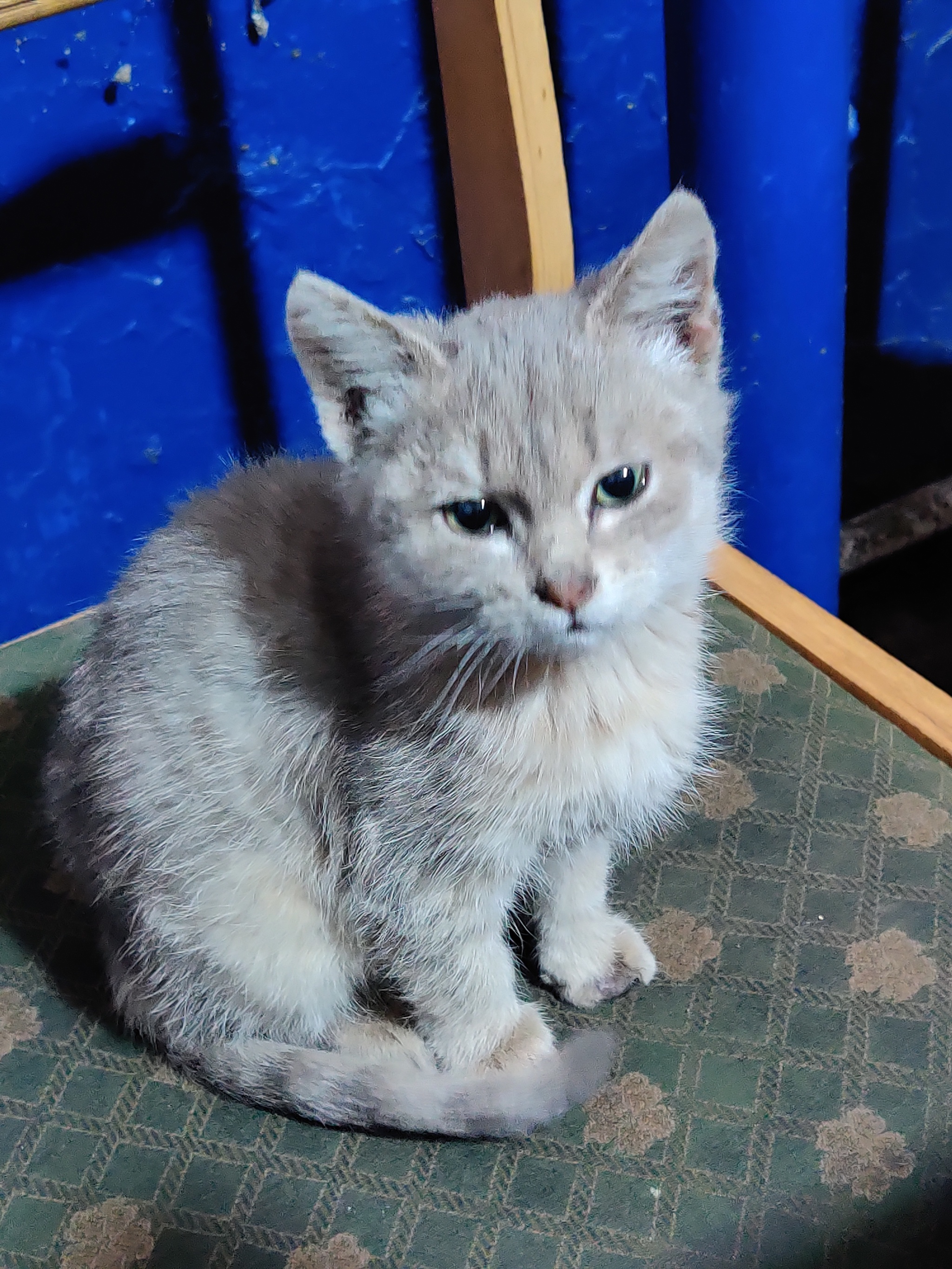 Woshka is looking for a home - My, In good hands, Take away, cat, Bugulma, Tatarstan, Almetyevsk, No rating