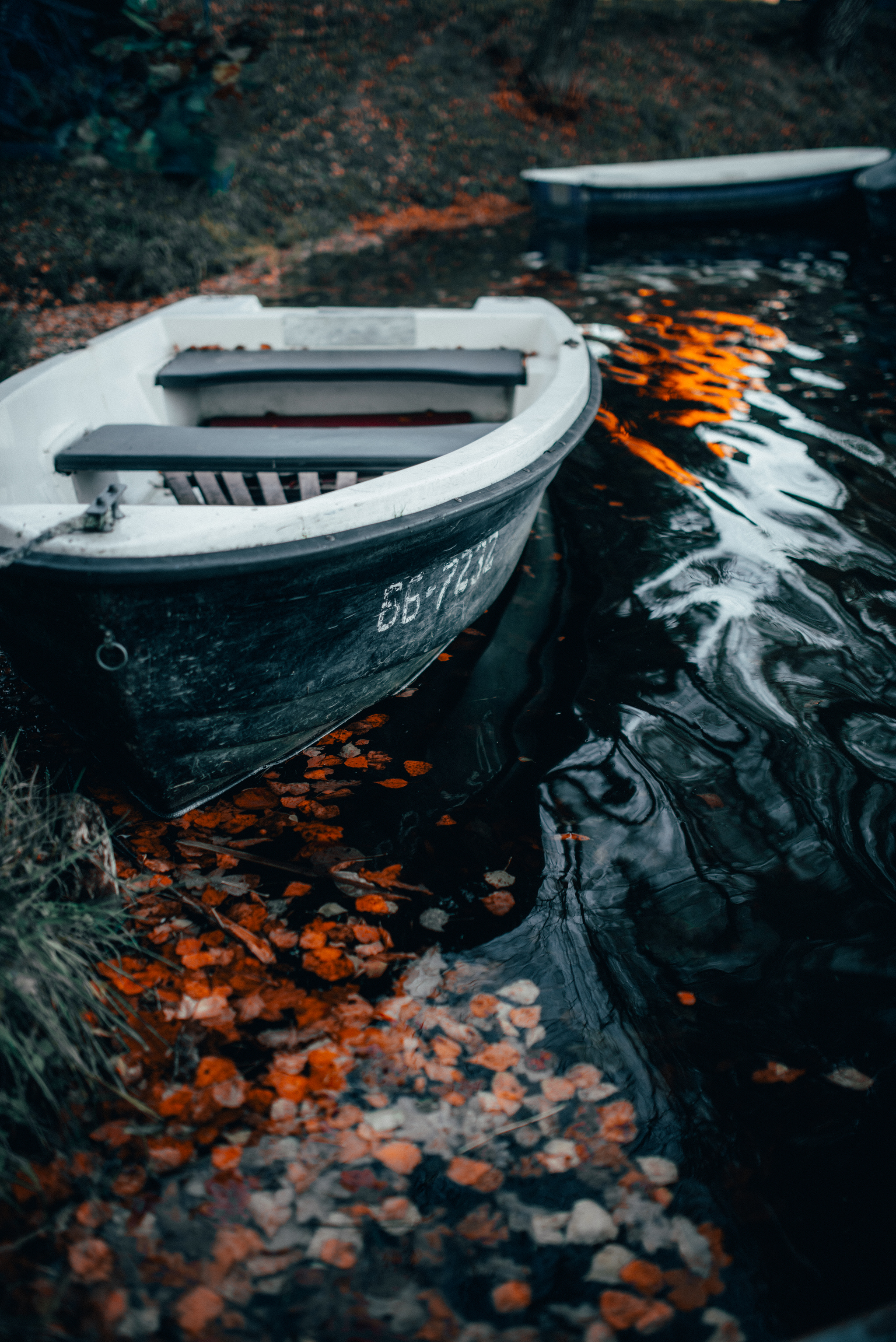 Autumn - the threshold of oblivion - My, Autumn, cat, The photo, Nature, A boat, Leaves, Longpost