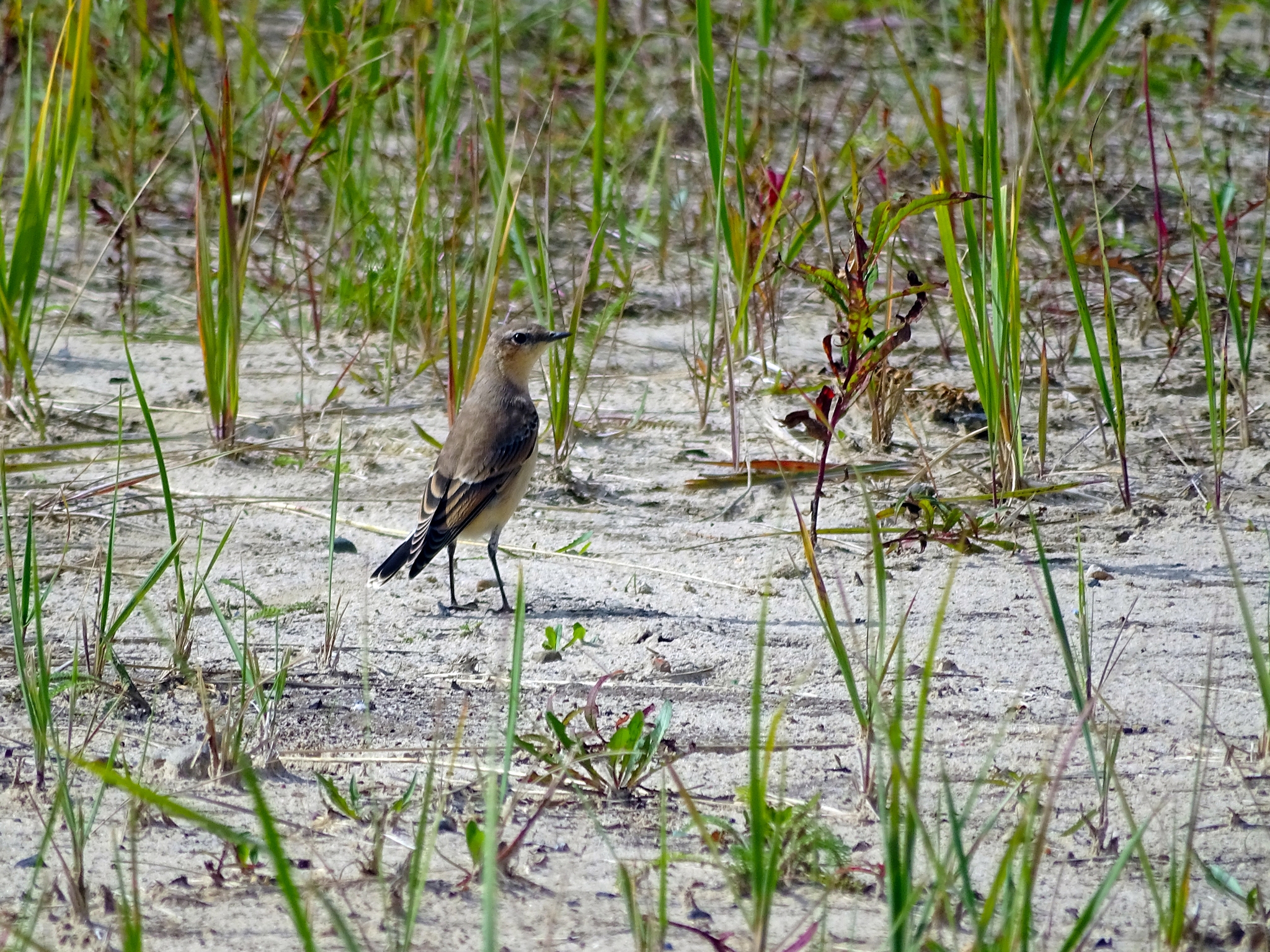 Curious Wheatear - My, Ornithology, Biology, Birds, Animals, The photo